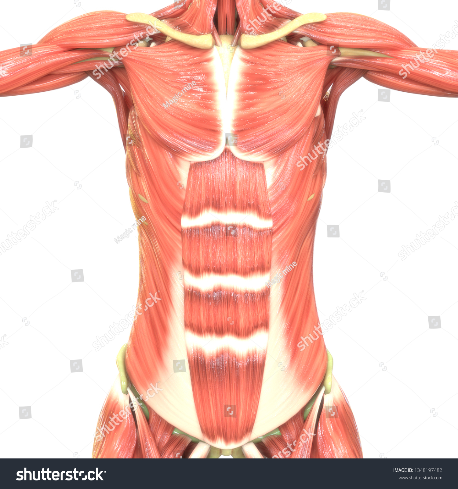 Human Body Muscles Anatomy 3d Stock Illustration 1348197482 | Shutterstock