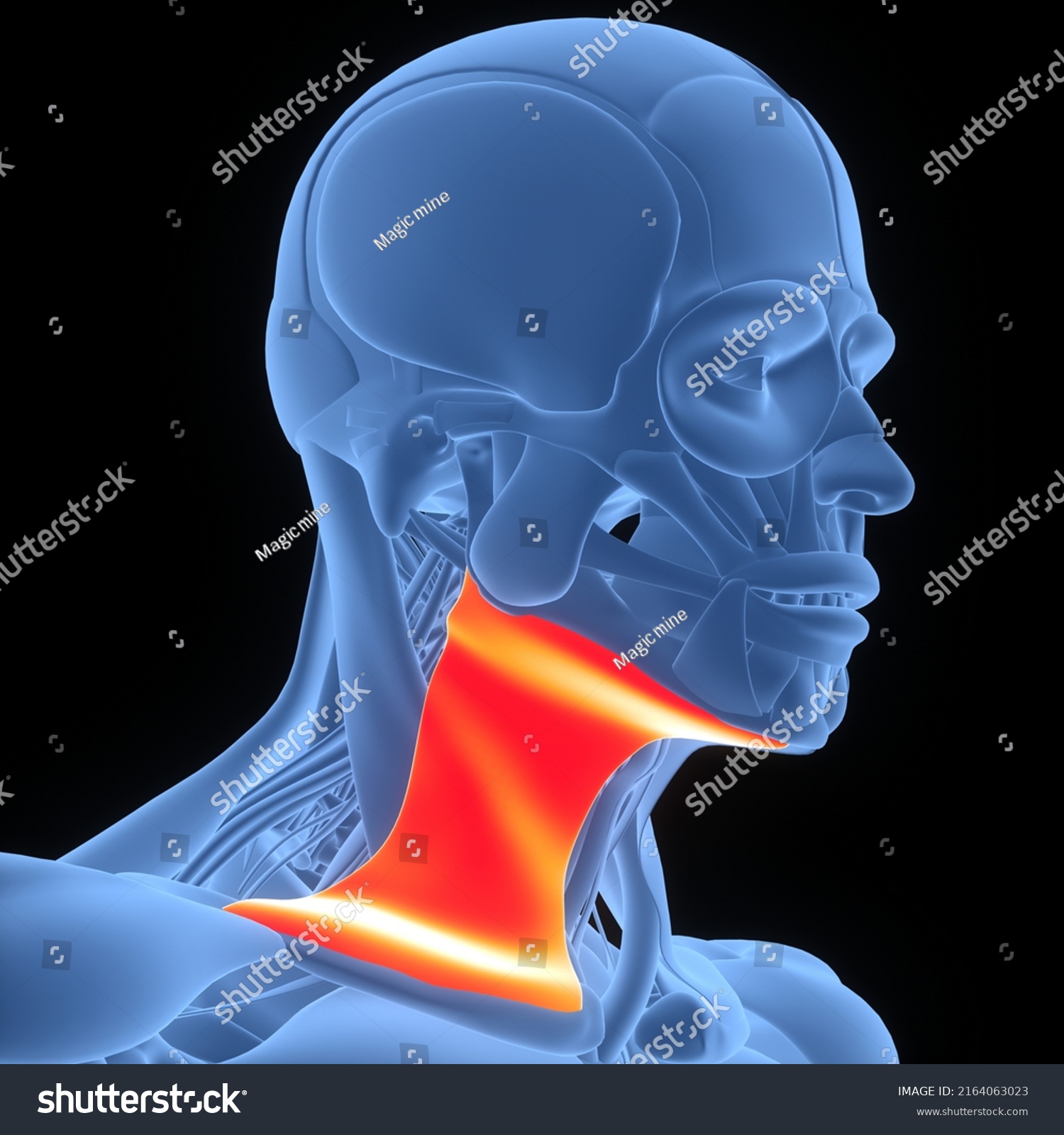 Human Body Muscular System Head Muscles Stock Illustration 2164063023 ...