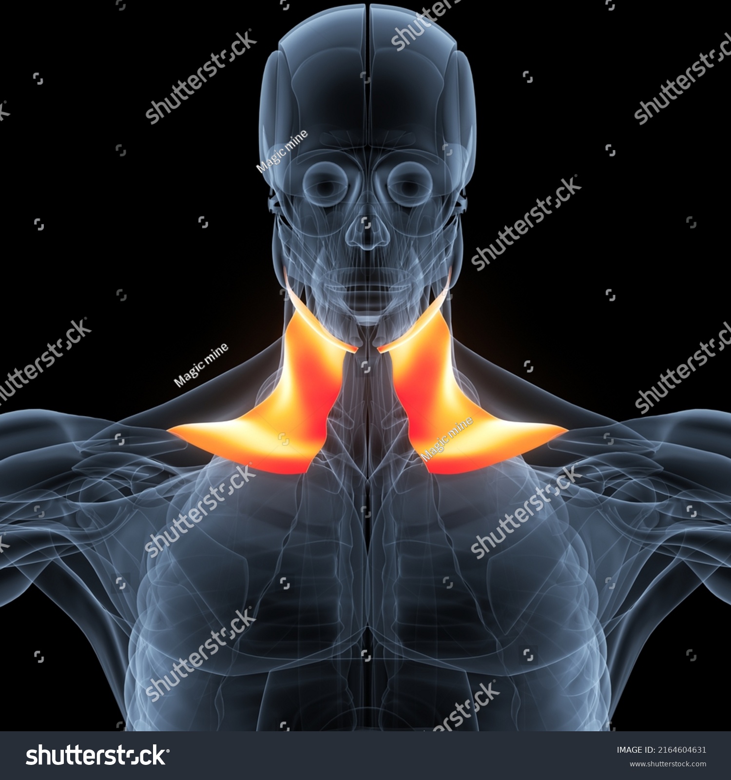 Human Body Muscular System Head Muscles Stock Illustration 2164604631 