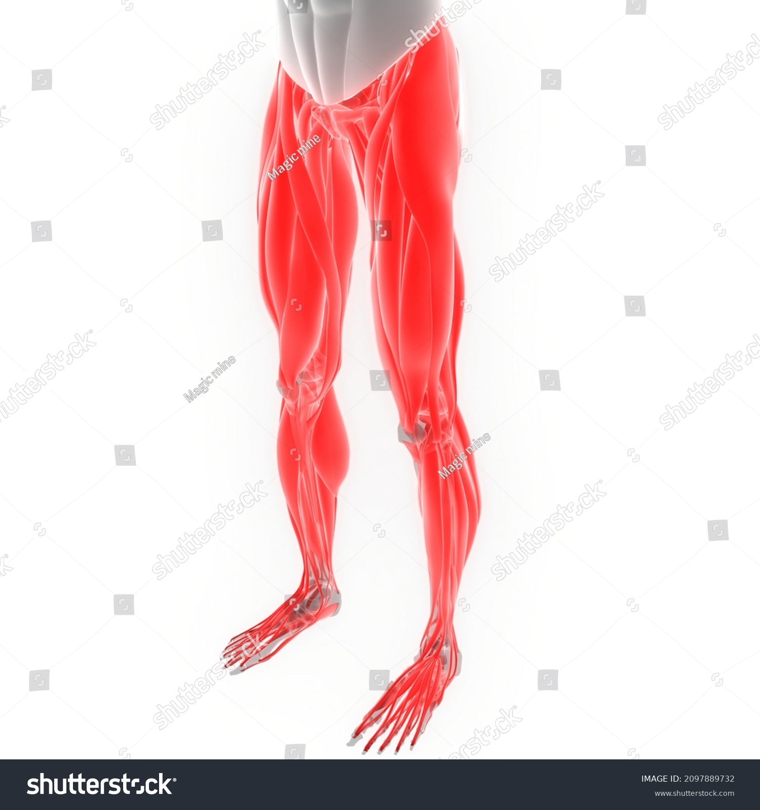 Human Body Muscular System Leg Muscles Stock Illustration 2097889732