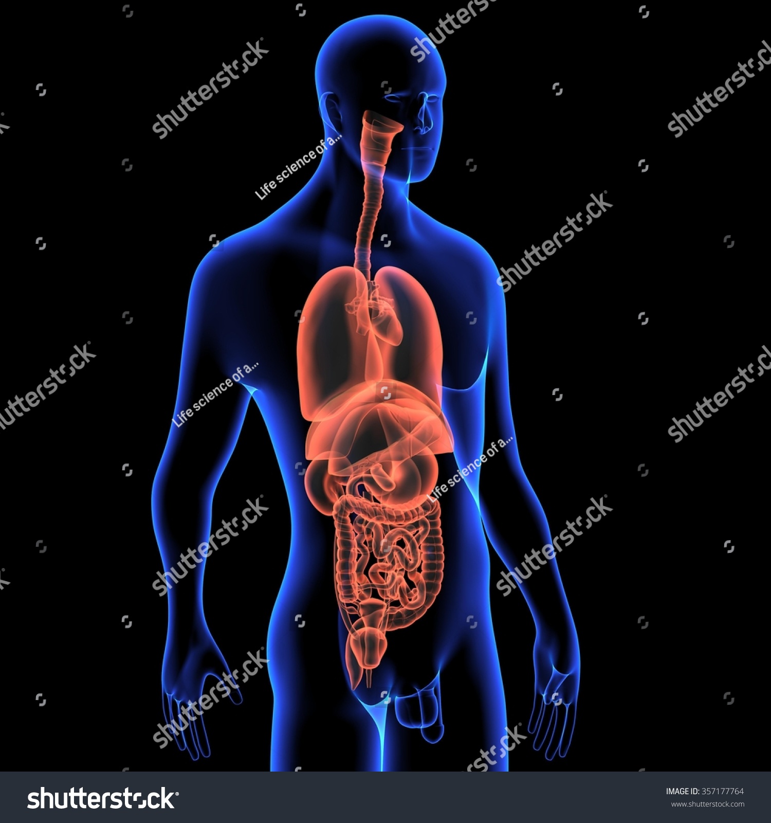 Human Body Organes Stock Photo 357177764 : Shutterstock