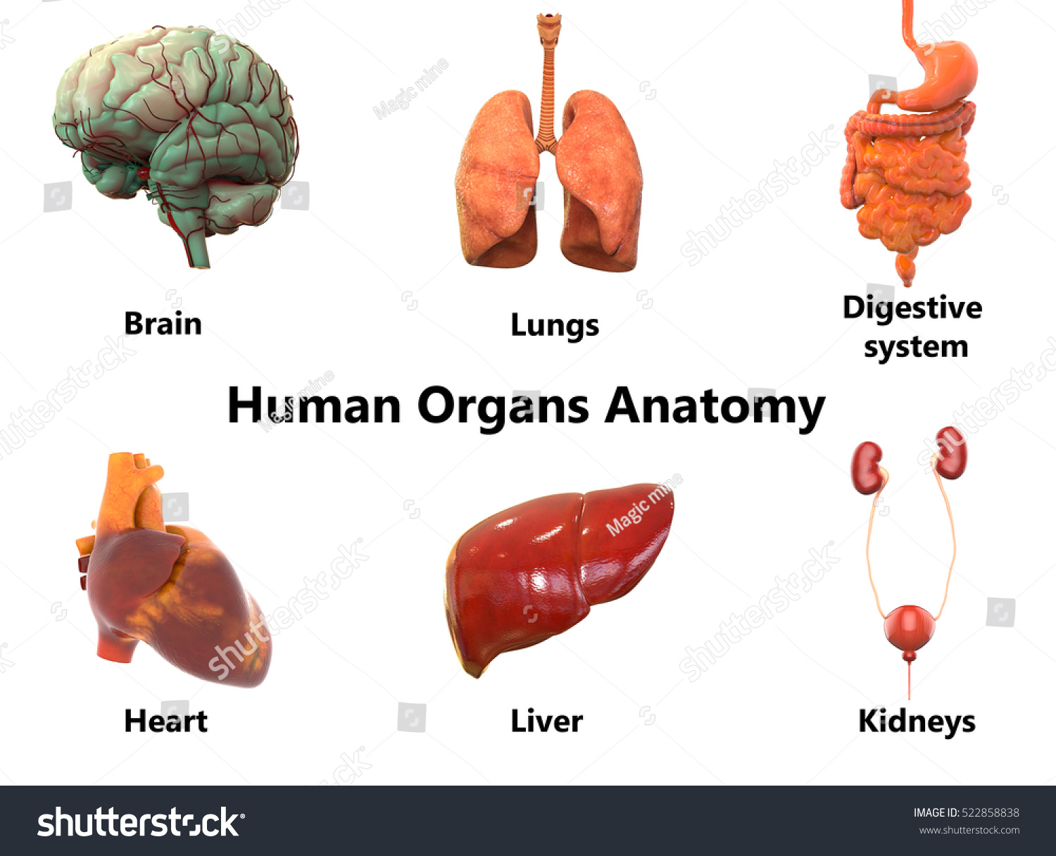 Human Body Organs Anatomybrain Lungs Digestive Stock Illustration 522858838