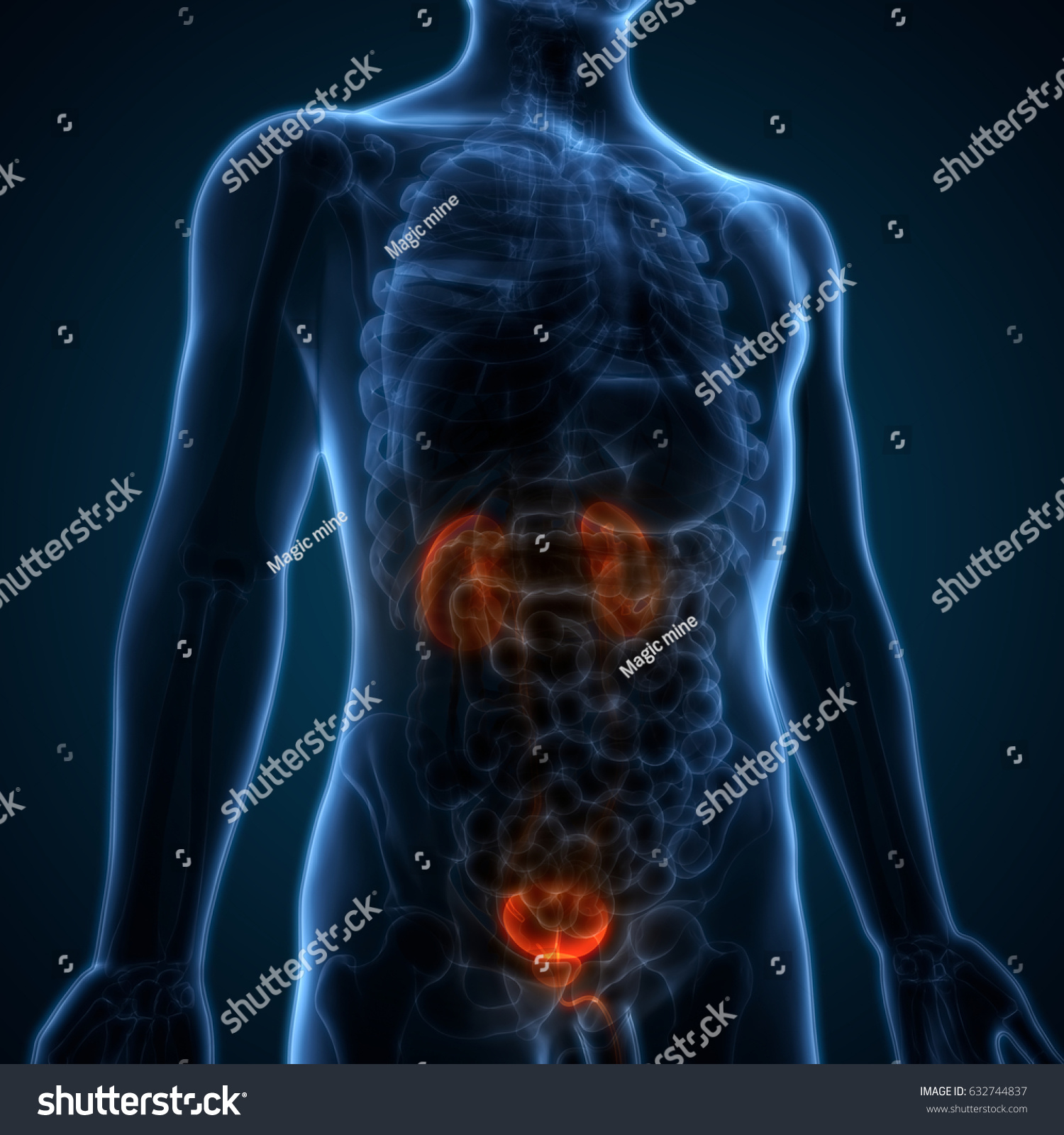 Human Body Organs Anatomy Kidneys Urinary Stock Illustration 632744837 ...