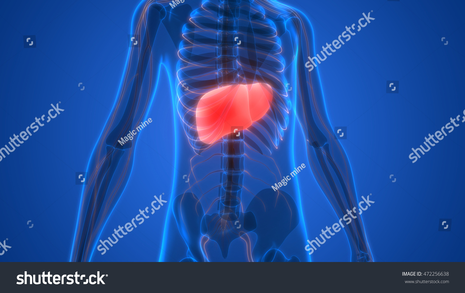 Human Body Organs Anatomy (Liver). 3d Stock Photo 472256638 : Shutterstock