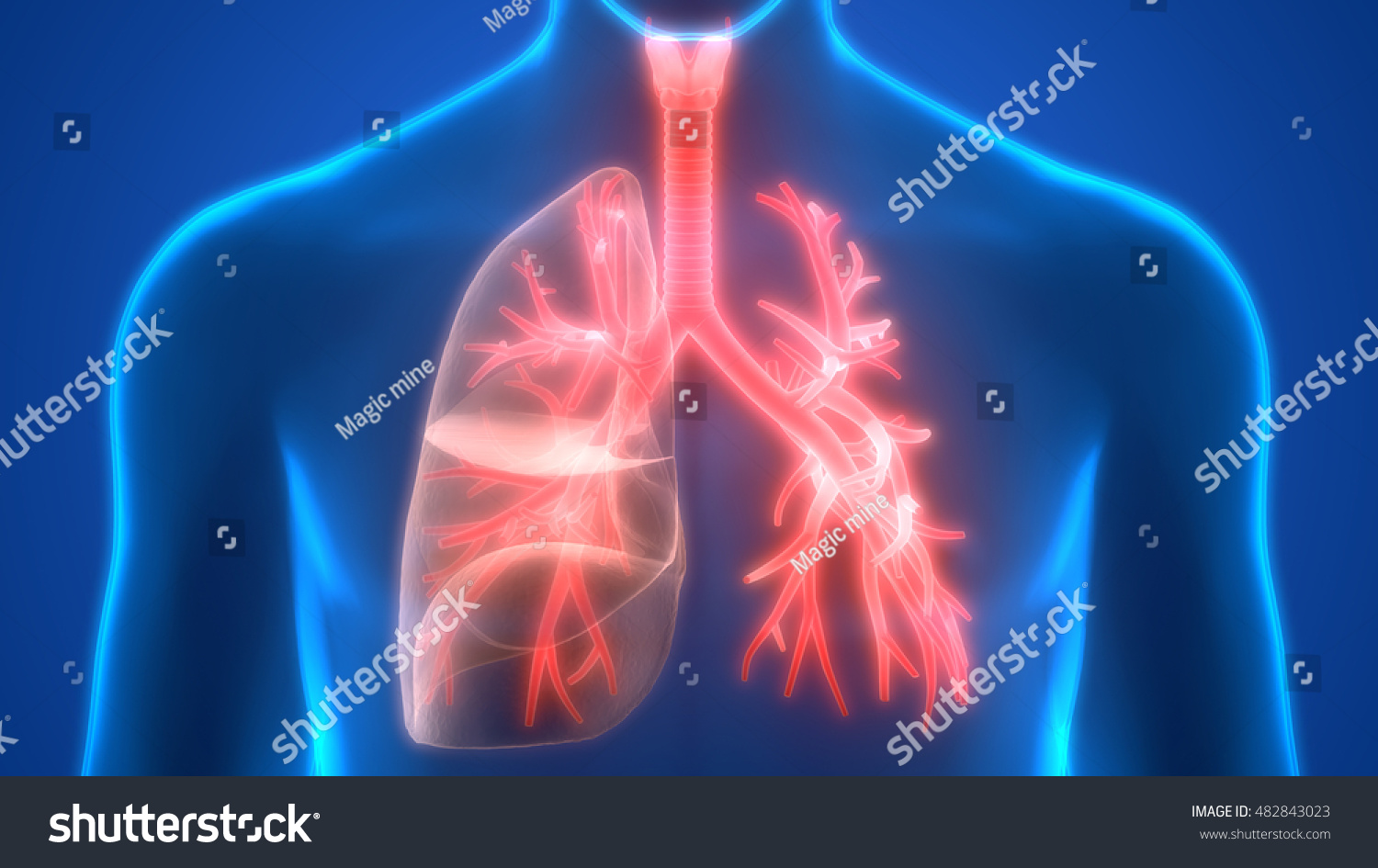 Human Body Organs Anatomy (Lungs). 3d Stock Photo 482843023 : Shutterstock