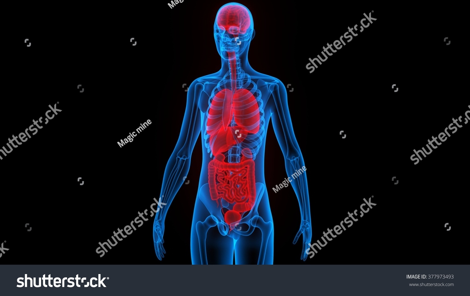 Human Body Organs (Brain, Lungs, Large And Small Intestine With Kidneys ...