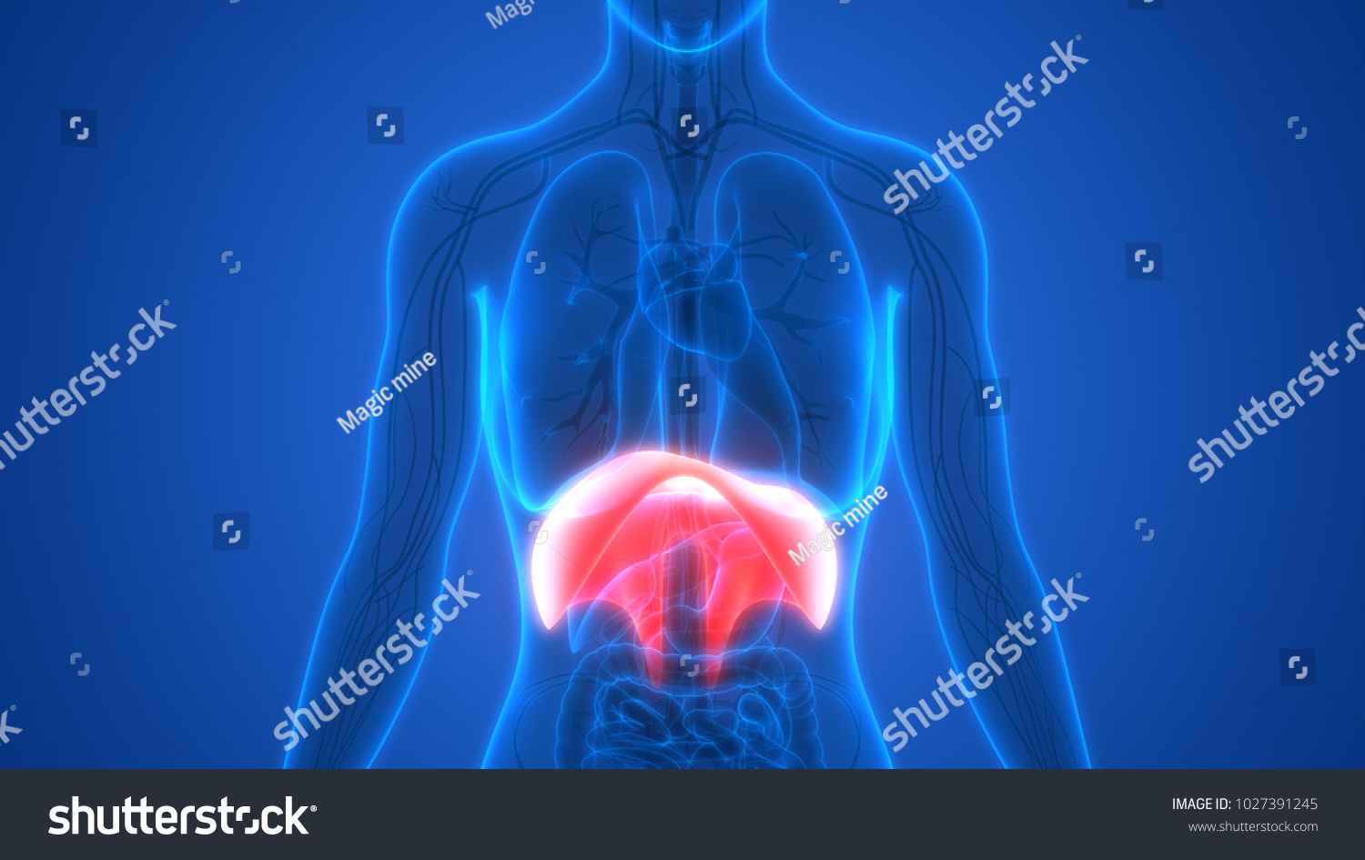 Human Body Organs Diaphragm Anatomy 3d Stock Illustration 1027391245 ...