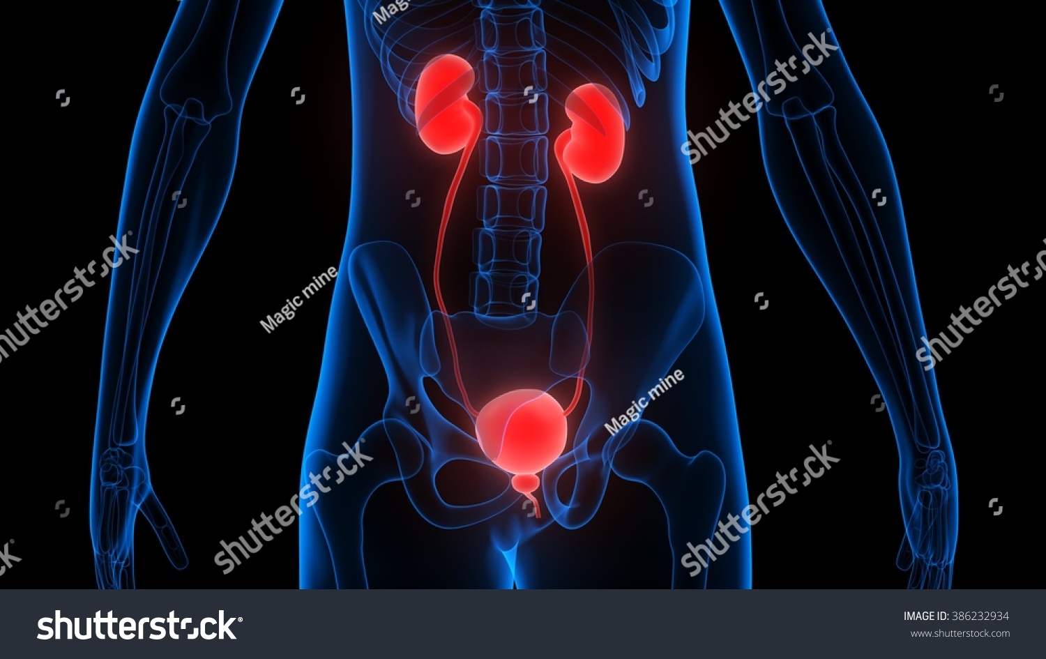 Human Body Organs (Kidneys) Stock Photo 386232934 : Shutterstock