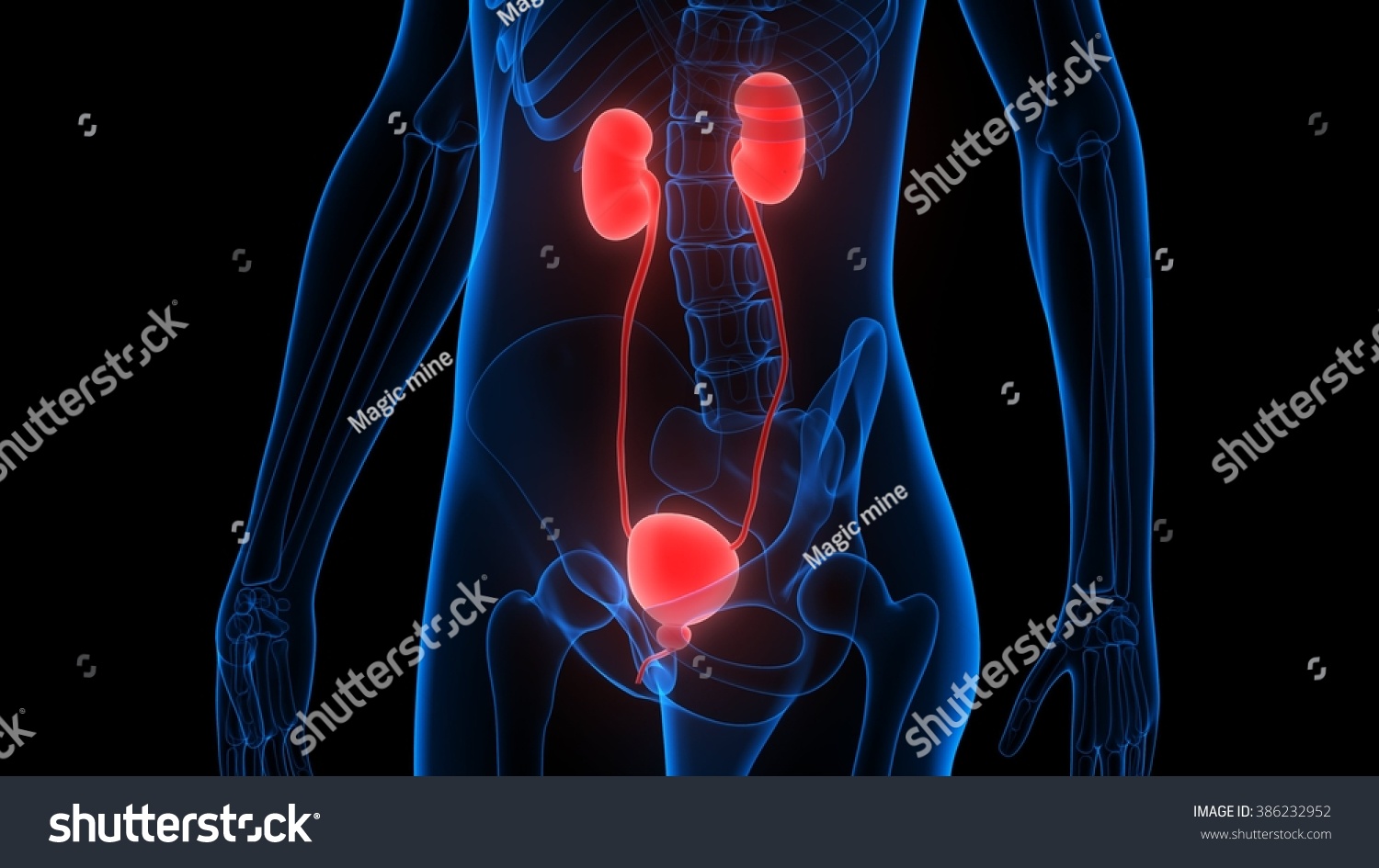 Human Body Organs (Kidneys) Stock Photo 386232952 : Shutterstock