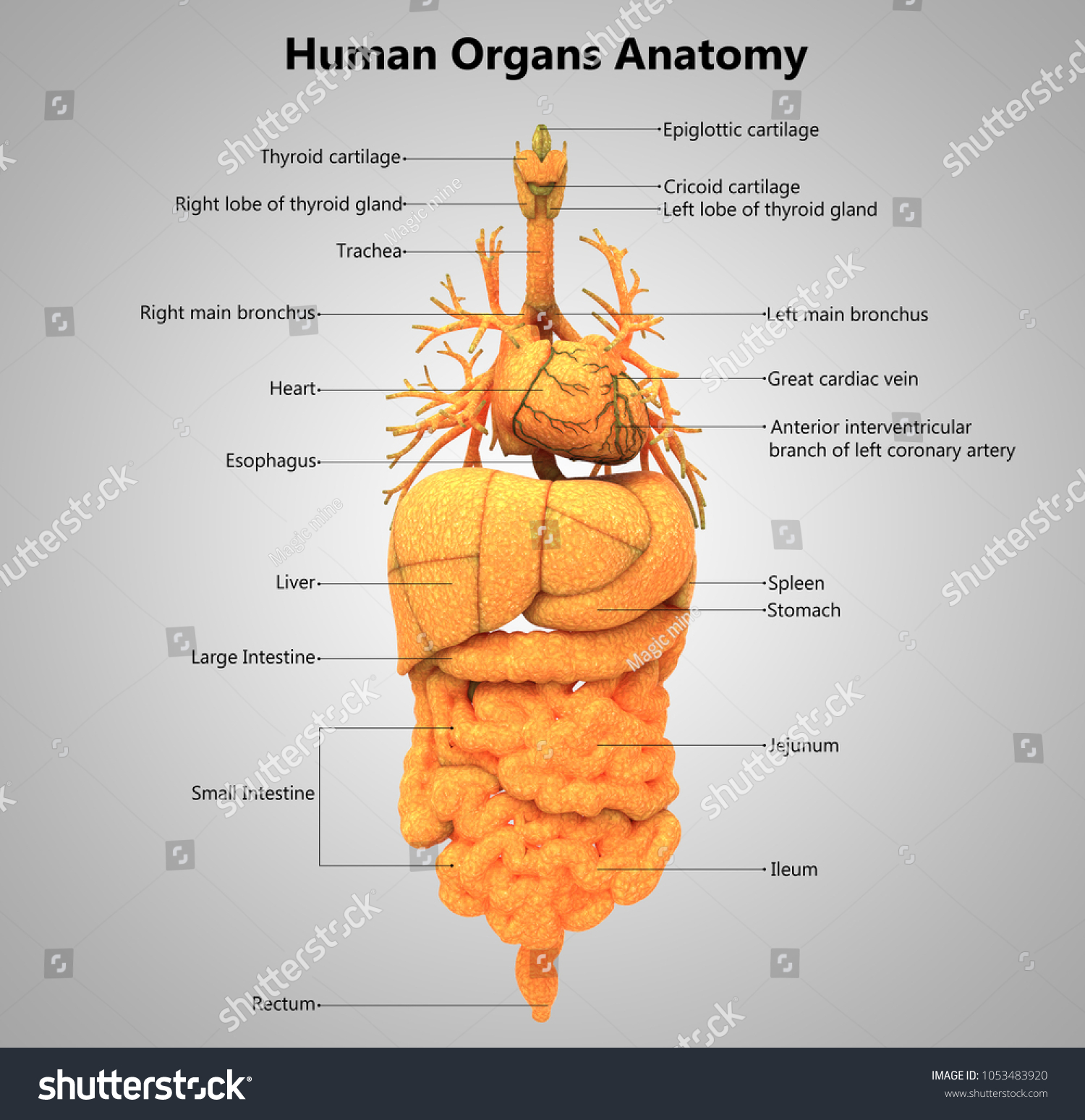 35 Label The Organs - Labels Design Ideas 2020