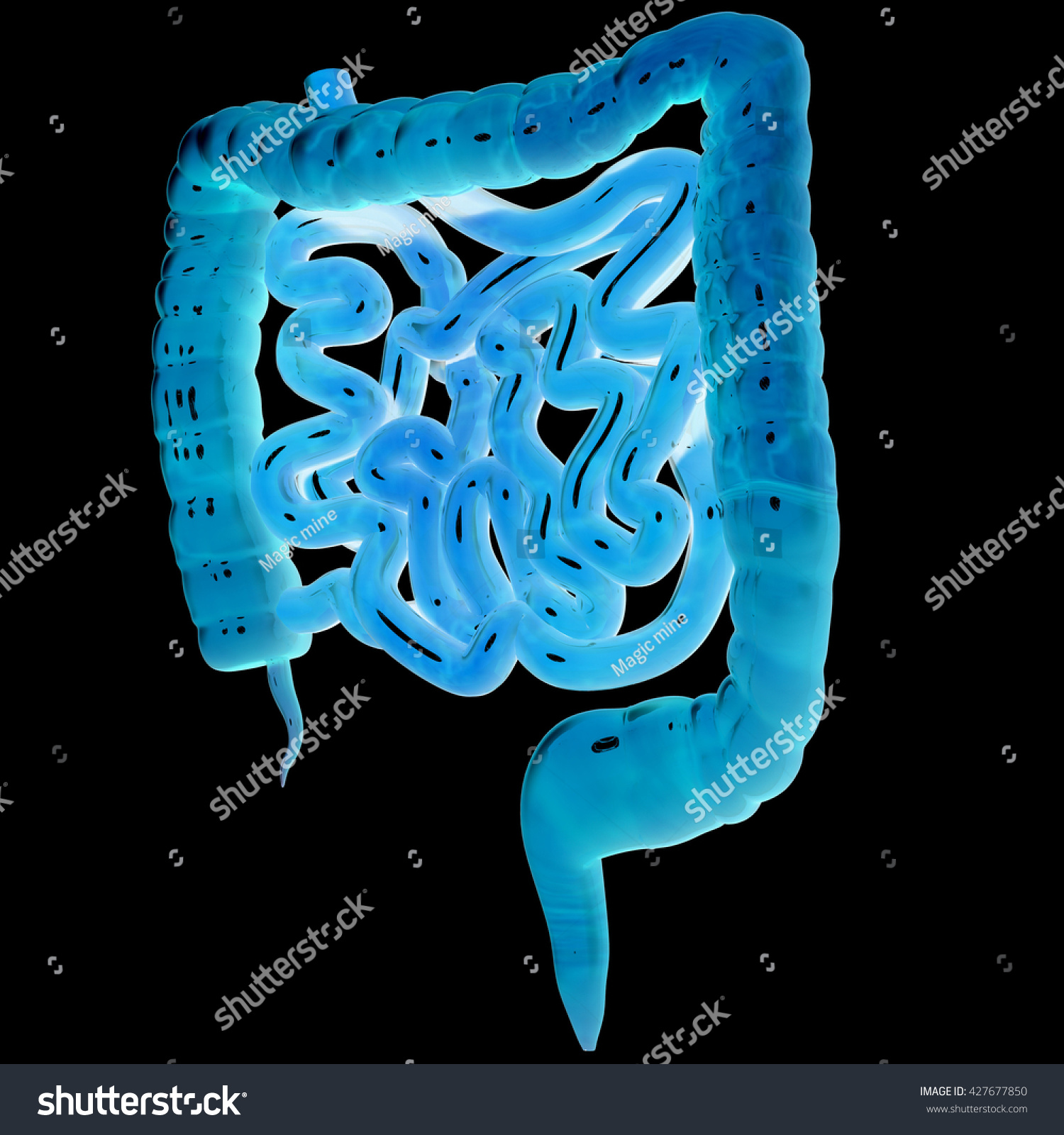 Human Body Organs Large Small Intestine Stock Illustration 427677850