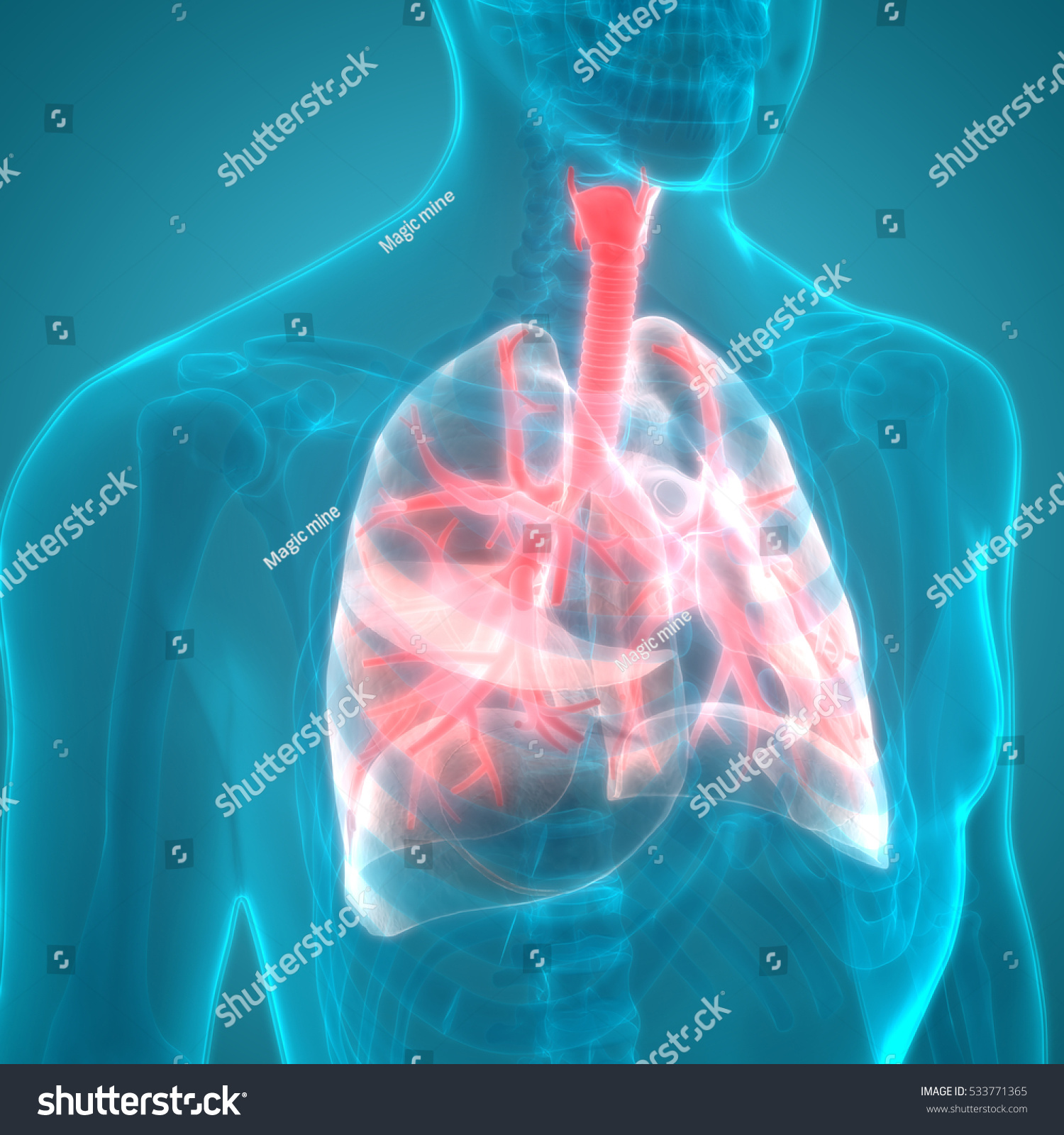 Human Body Organs Lungs Anatomy 3d ภาพประกอบสต็อก 533771365 Shutterstock