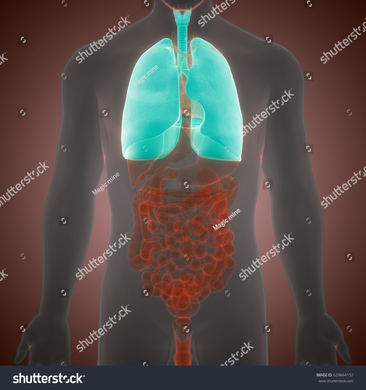 Human Body Organs Lungs Anatomy 3d Stock Illustration 629664152 ...