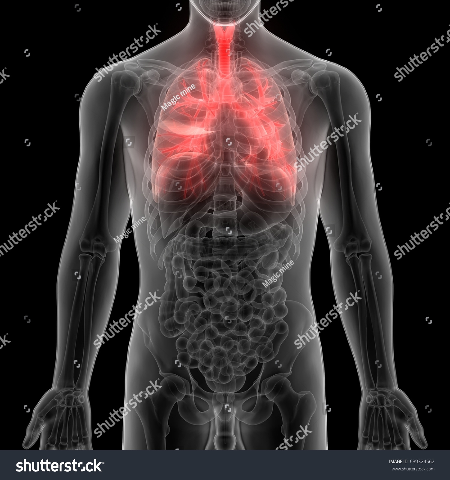 Human Body Organs Lungs Anatomy 3d Stock Illustration 639324562 ...