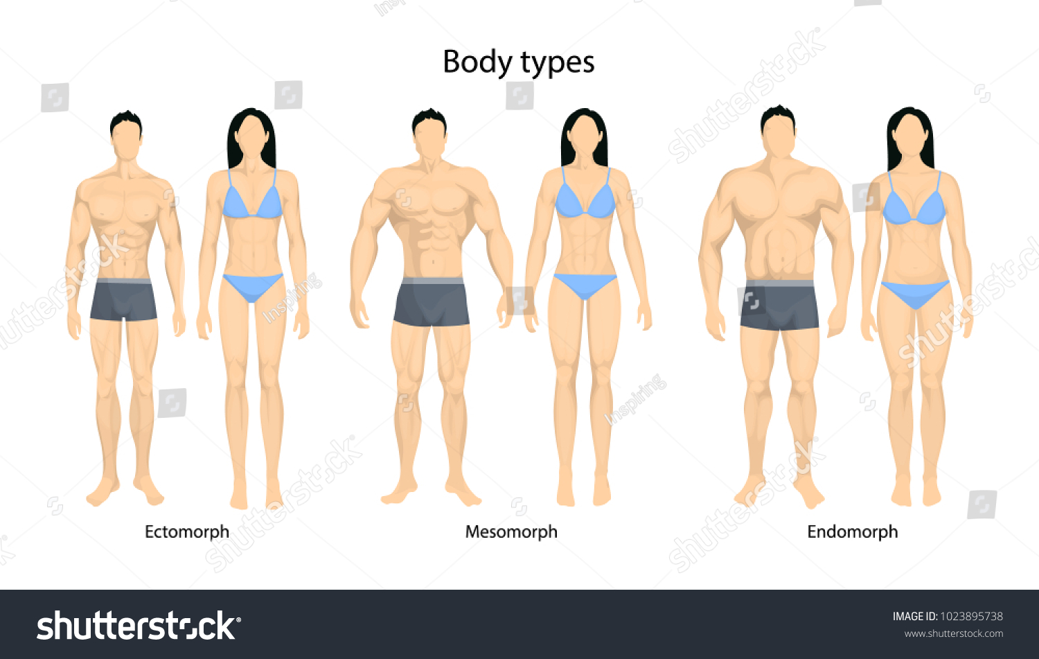 Human Body Types Men Women Endomorph 库存插图 1023895738 Shutterstock