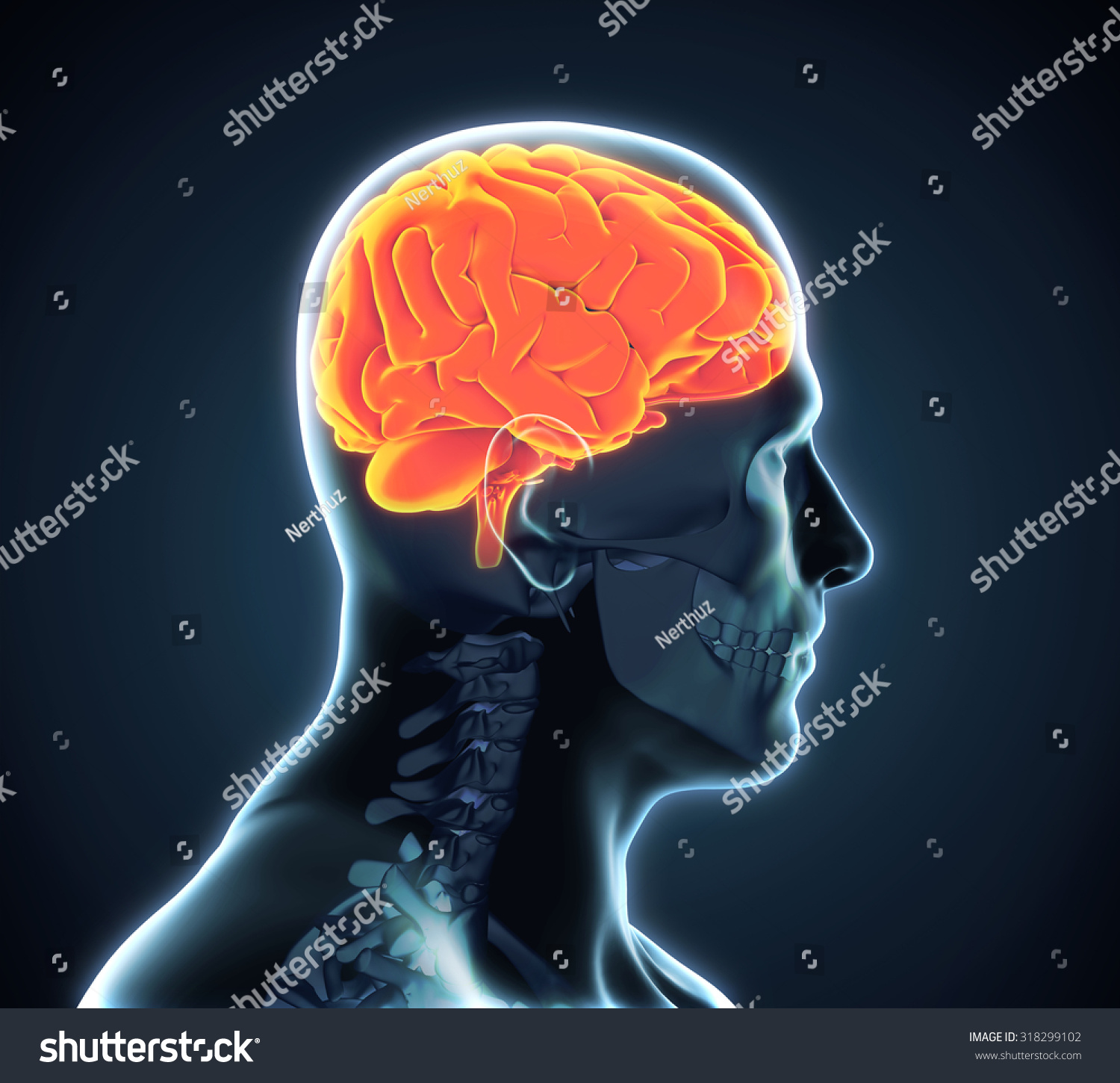 Human Brain Anatomy Stock Photo 318299102 : Shutterstock