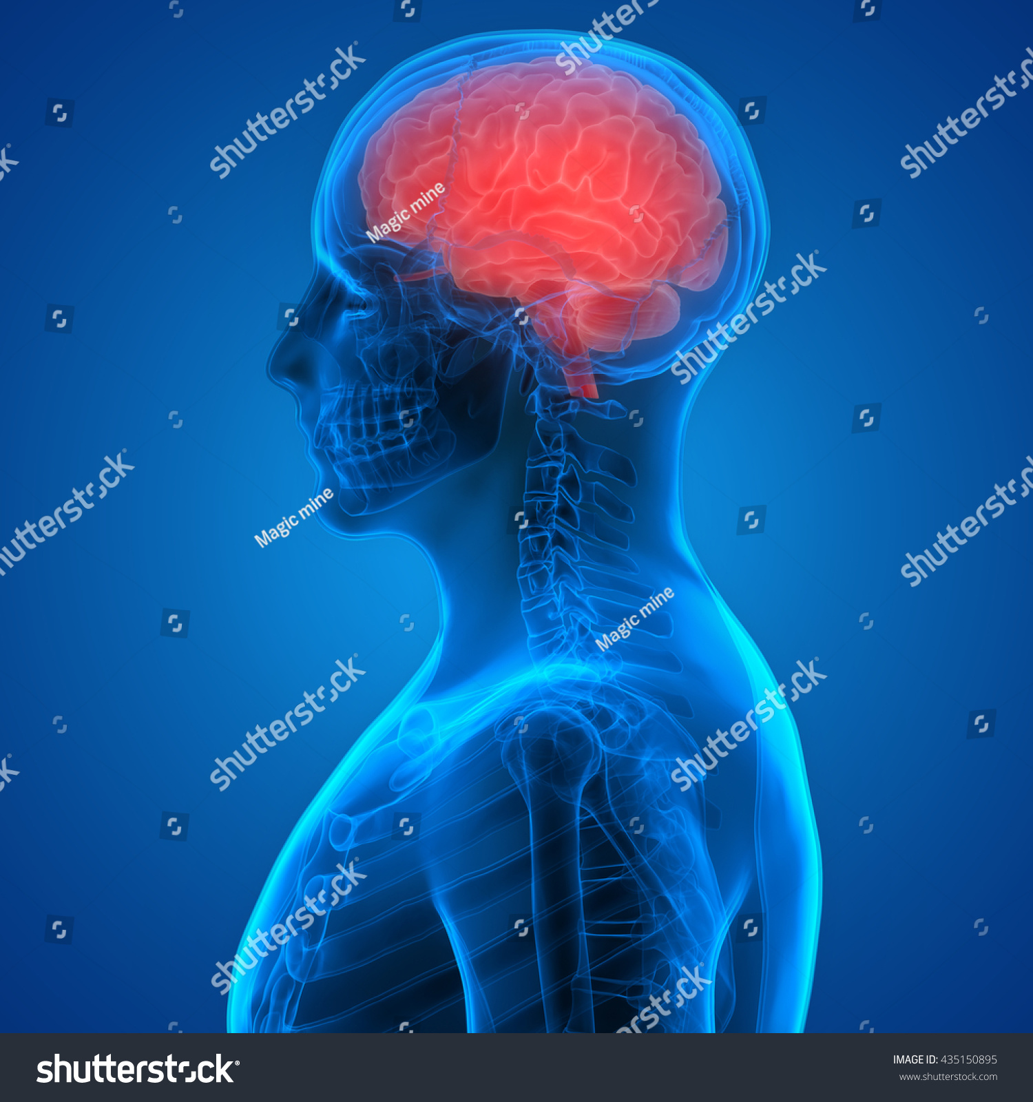 Human Brain Anatomy. 3d Stock Photo 435150895 : Shutterstock