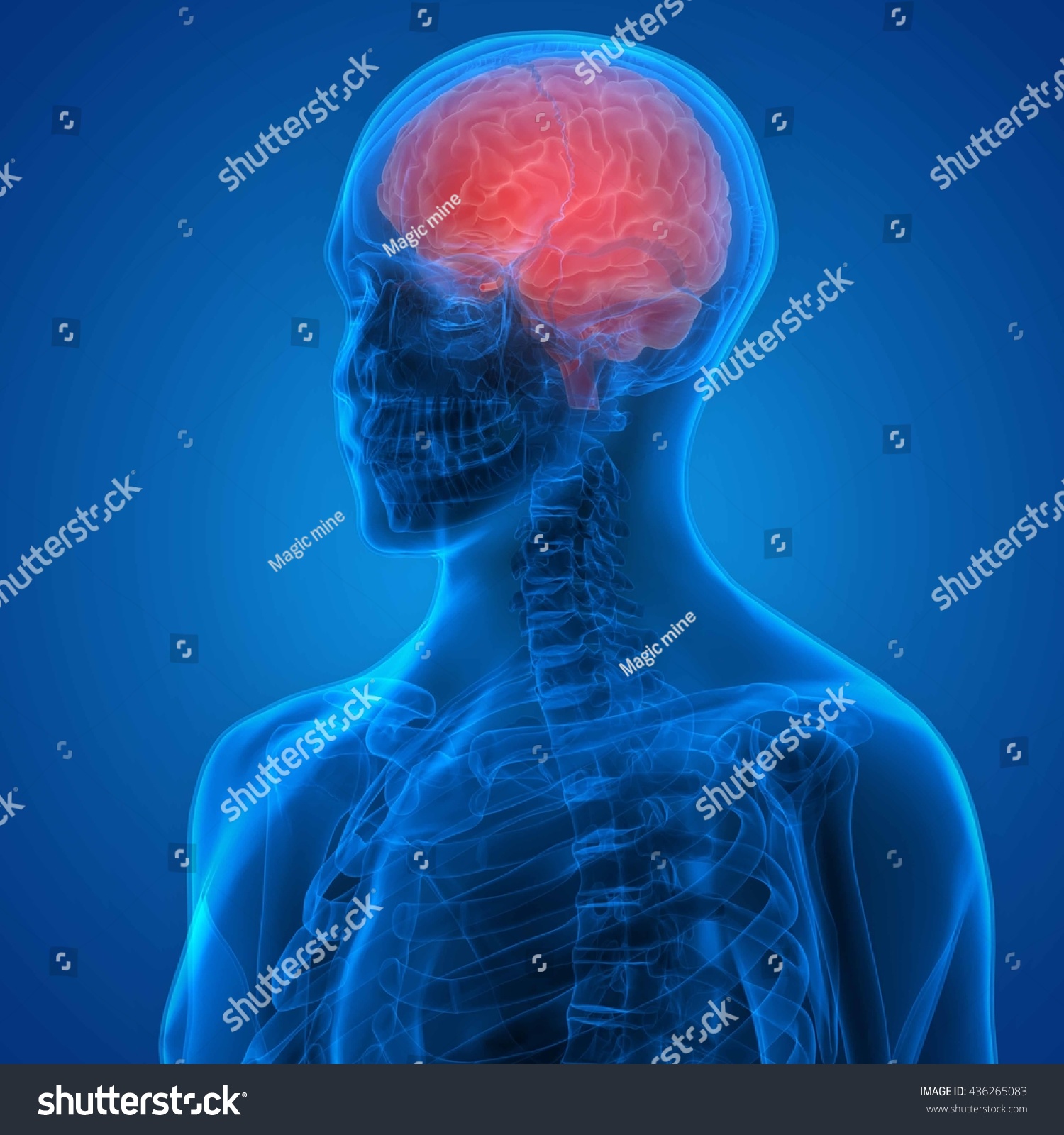 Human Brain Anatomy. 3d Stock Photo 436265083 : Shutterstock