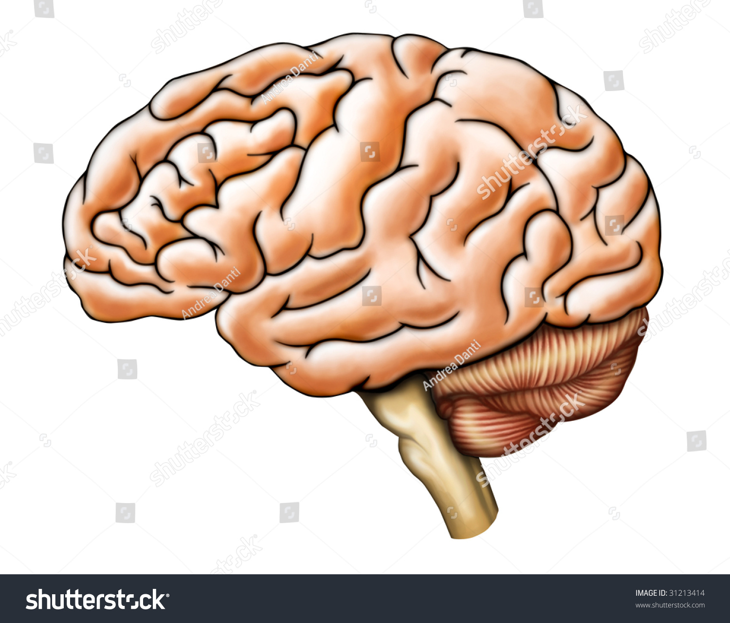 Human Brain Anatomy, Side View. Digital Illustration. - 31213414 ...