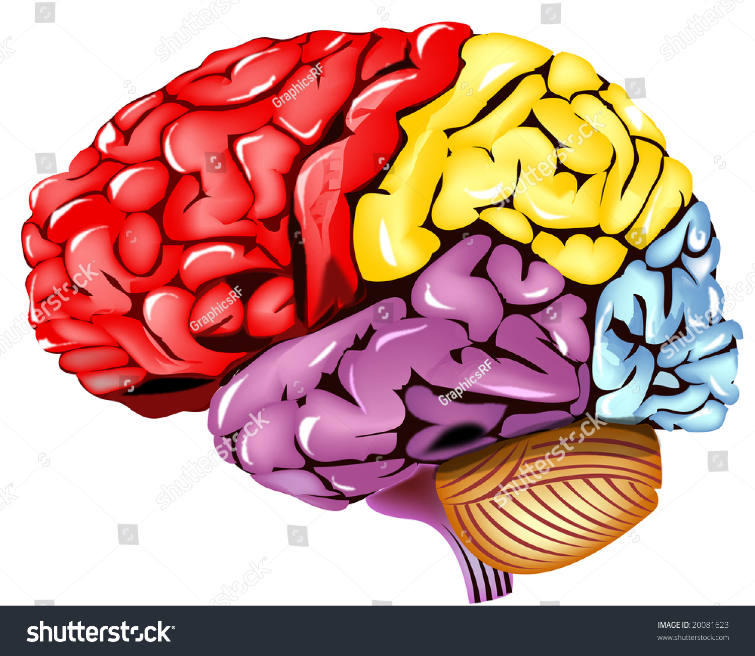 Human Brain Illustration With Colored Segments Included - 20081623 ...