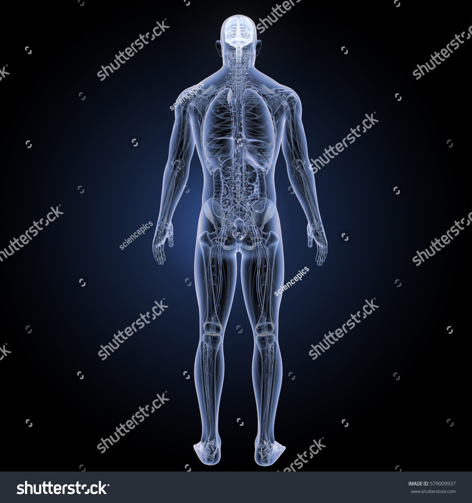 Human Brain Posterior View 3d Illustration Stock Illustration 579009937 Biology Diagrams