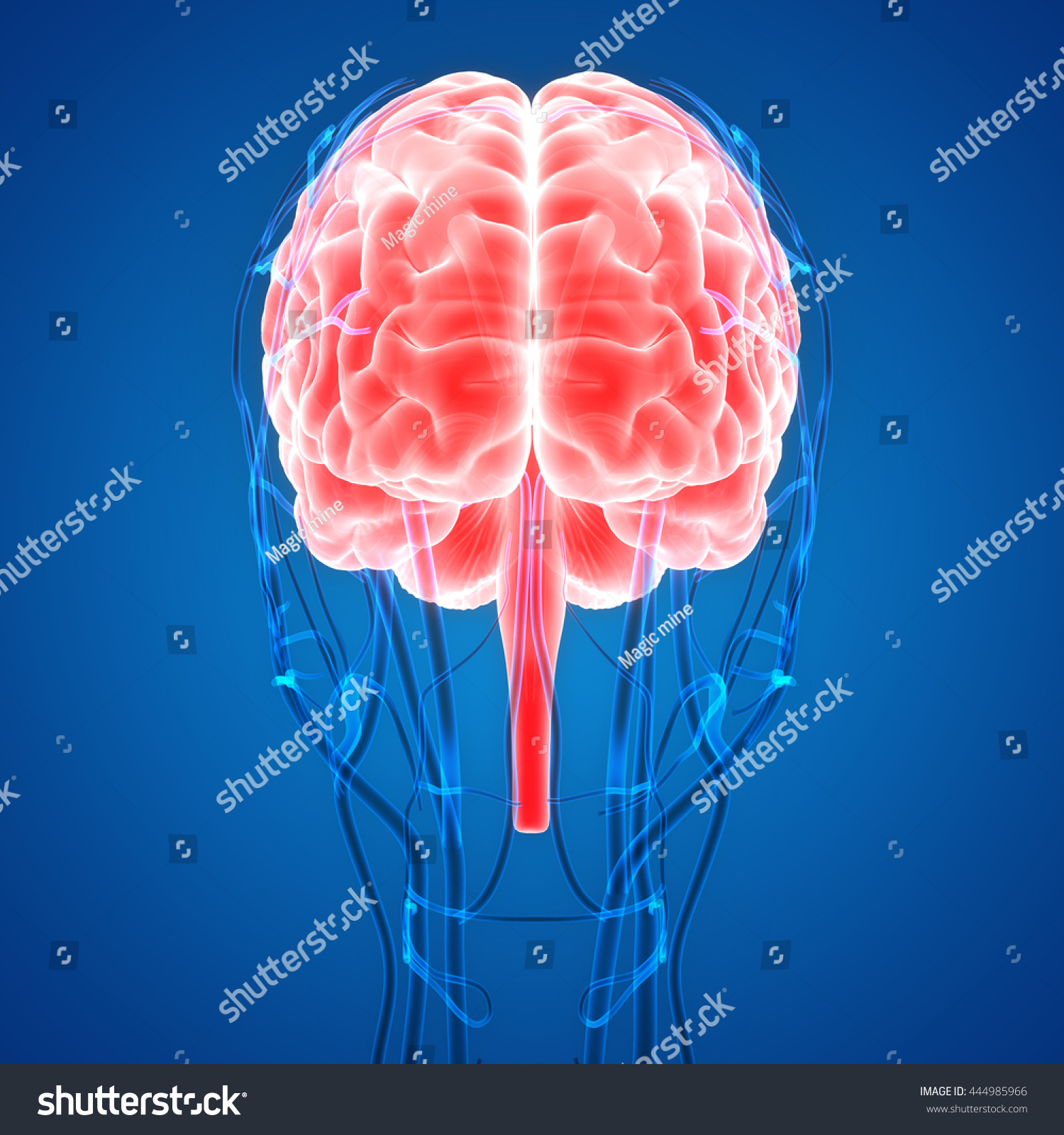 Human Brain Nerves Veins Arteries Anatomy Illustrazione Stock | My XXX ...