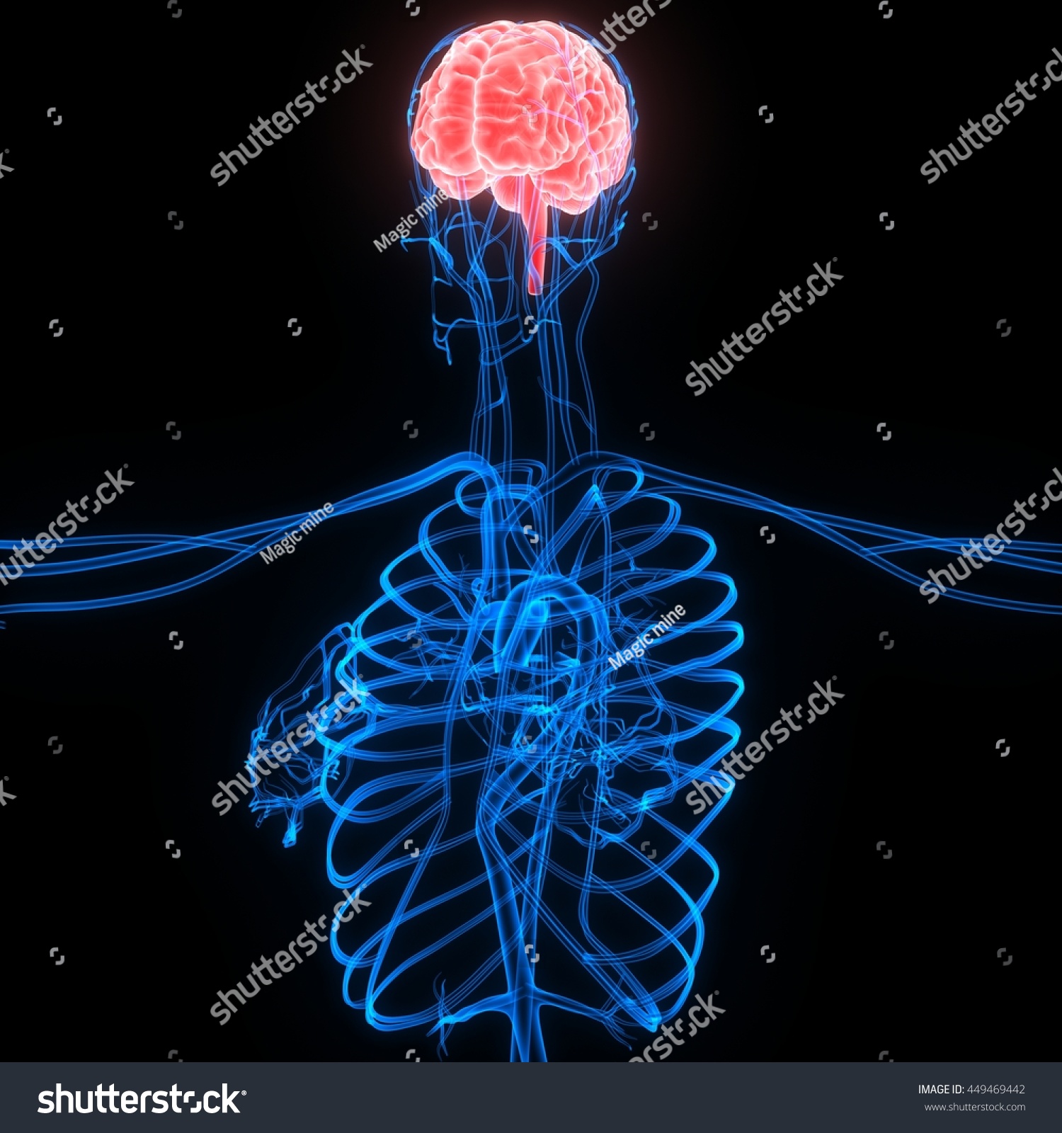 Muscles Muscle Blood Veins Blood Realistic Human Body Brain Brains ...