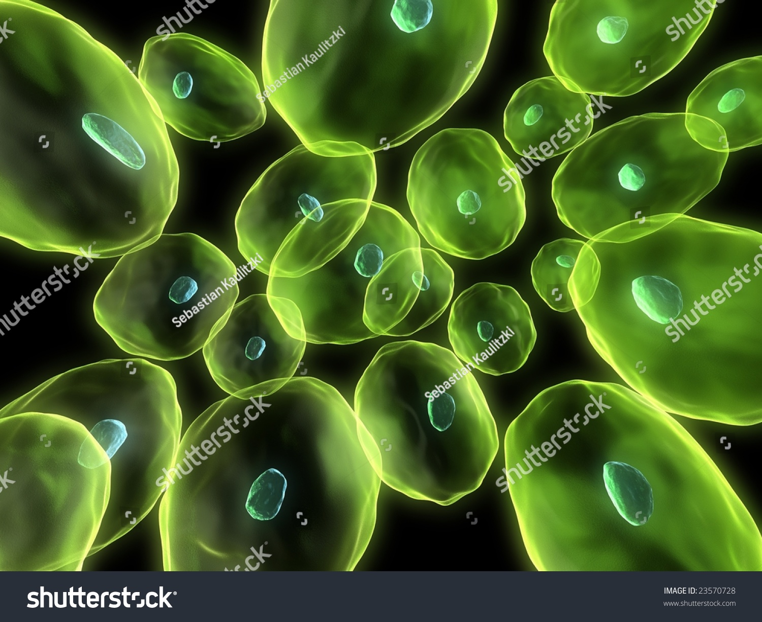 Human Cells Stock Photo 23570728 : Shutterstock