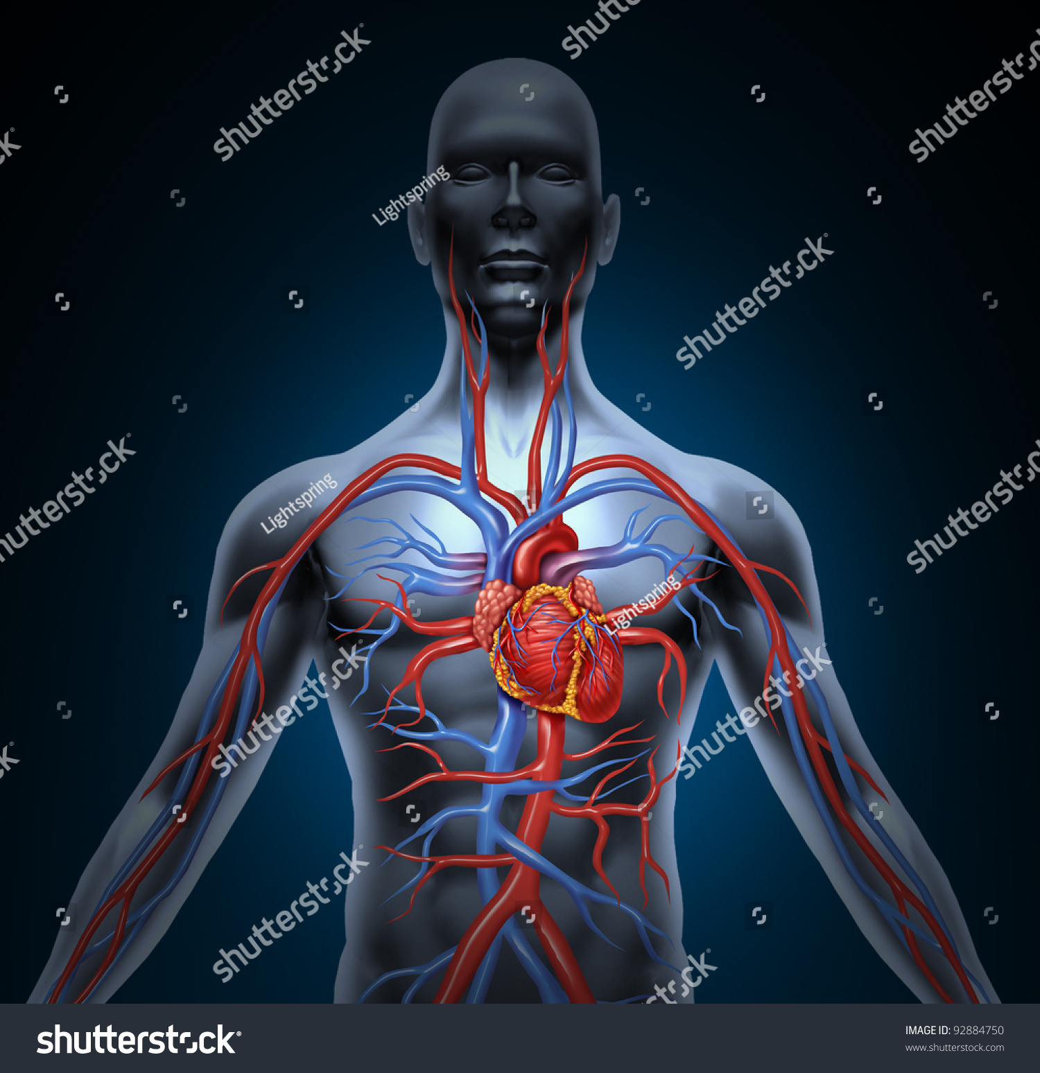Human Circulation Cardiovascular System Heart Anatomy Stock ...