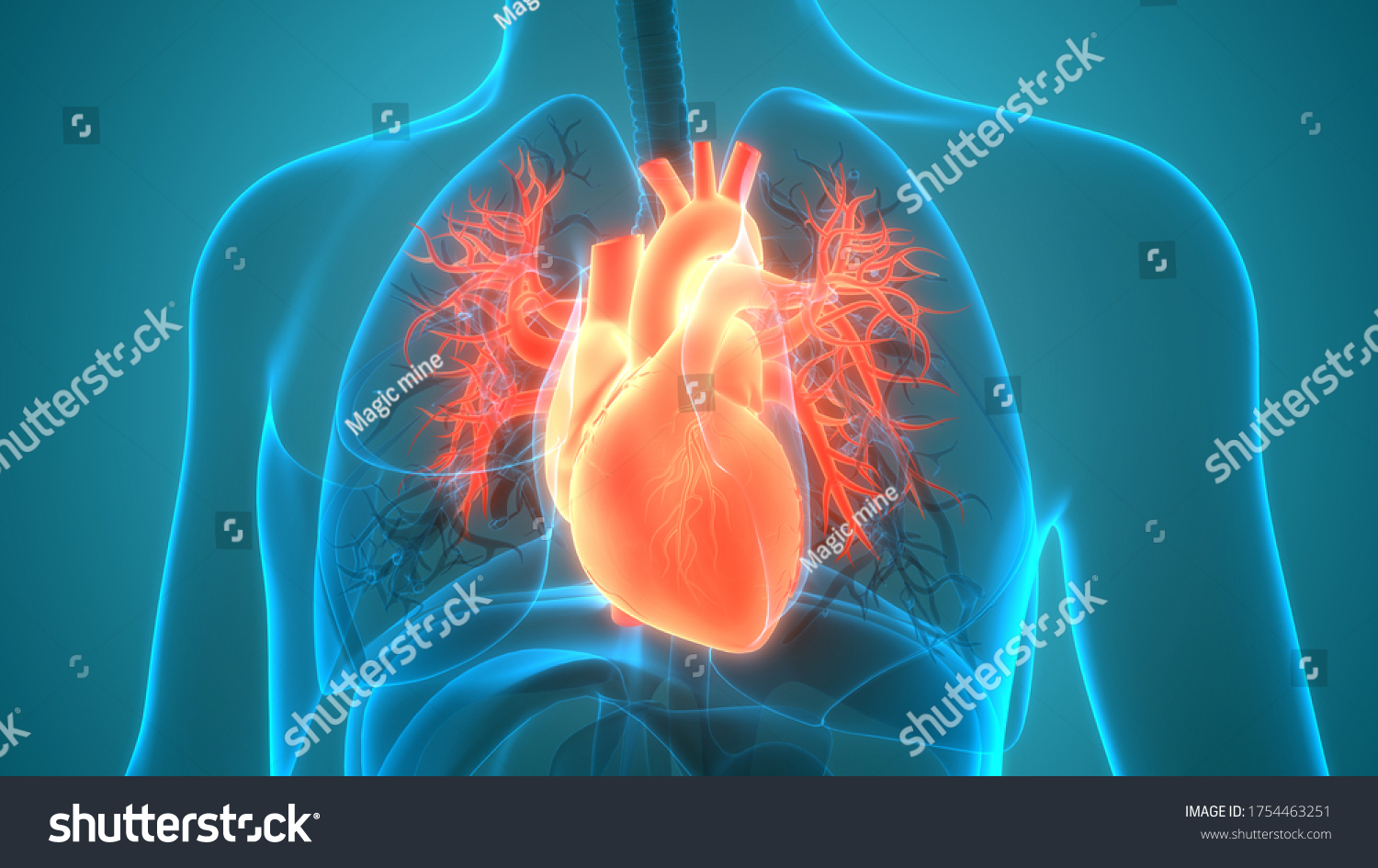 Human Circulatory System Heart Anatomy 3d Stock Illustration 1754463251