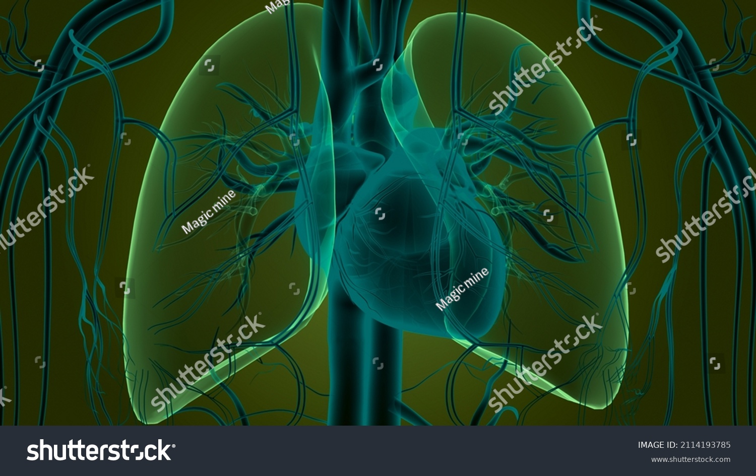 Human Circulatory System Heart Anatomy 3d Stock Illustration 2114193785