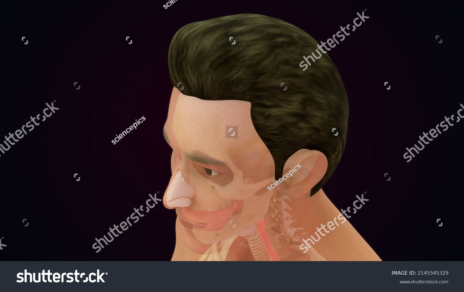 Human Complete Anatomy Organs 3d Illustration Stock Illustration 