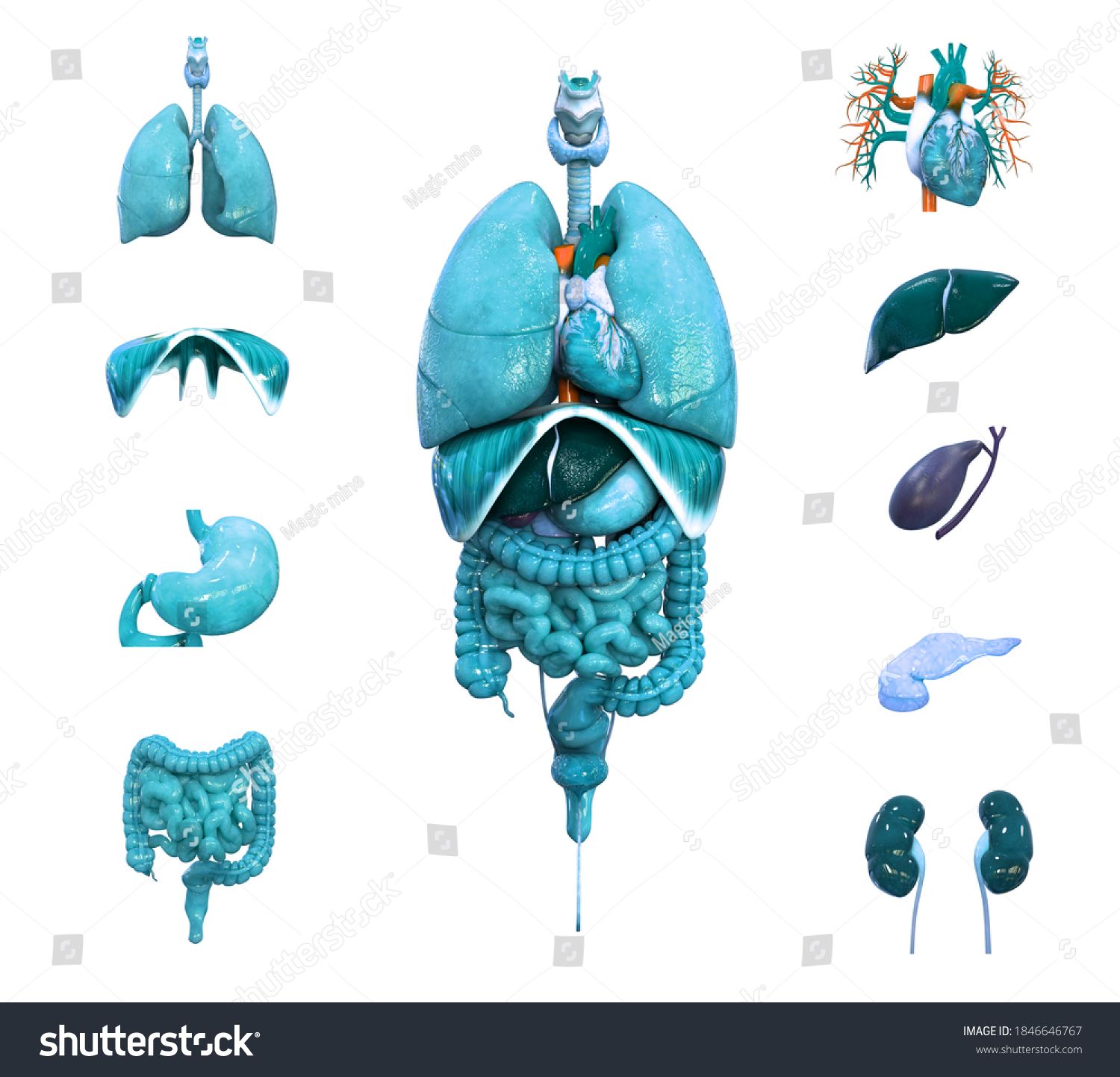 Human Complete Internal Organs Anatomy 3d: Ilustrações Stock 1846646767