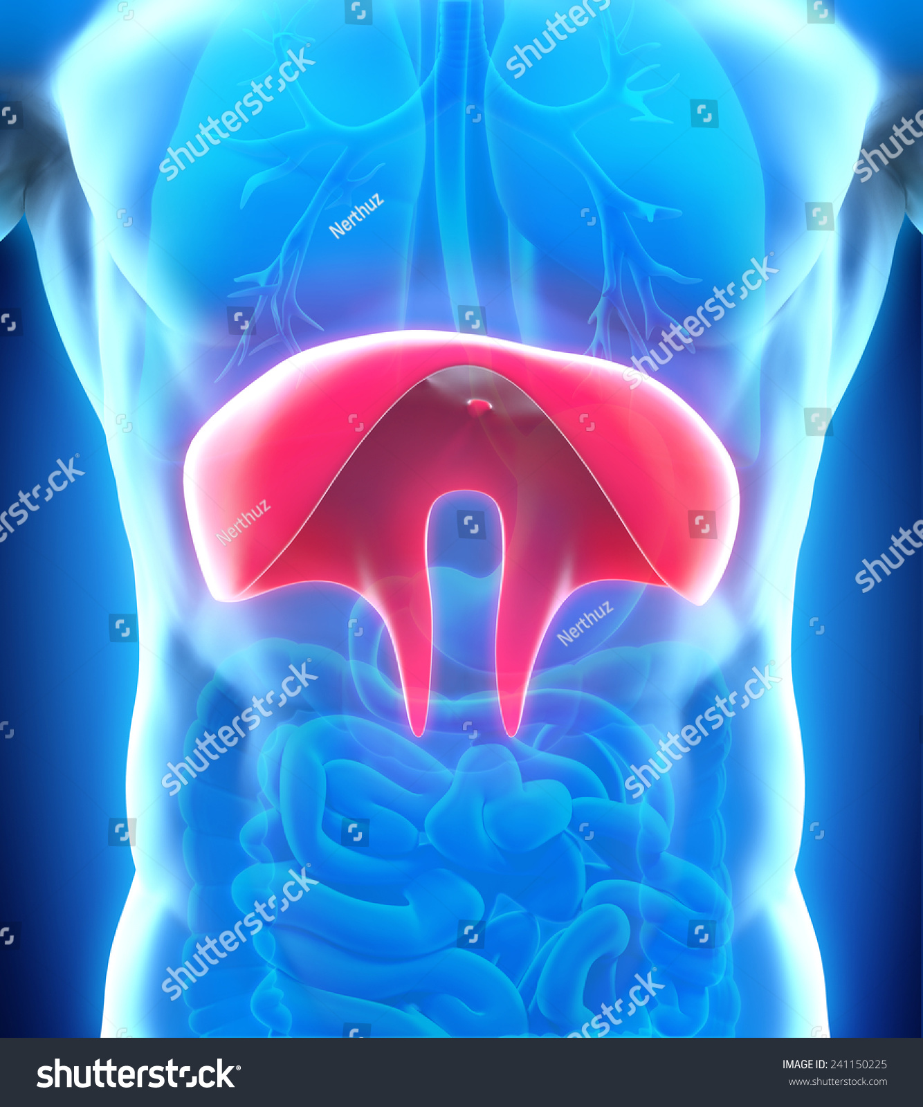 Human Diaphragm Anatomy Stock Illustration 241150225 | Shutterstock