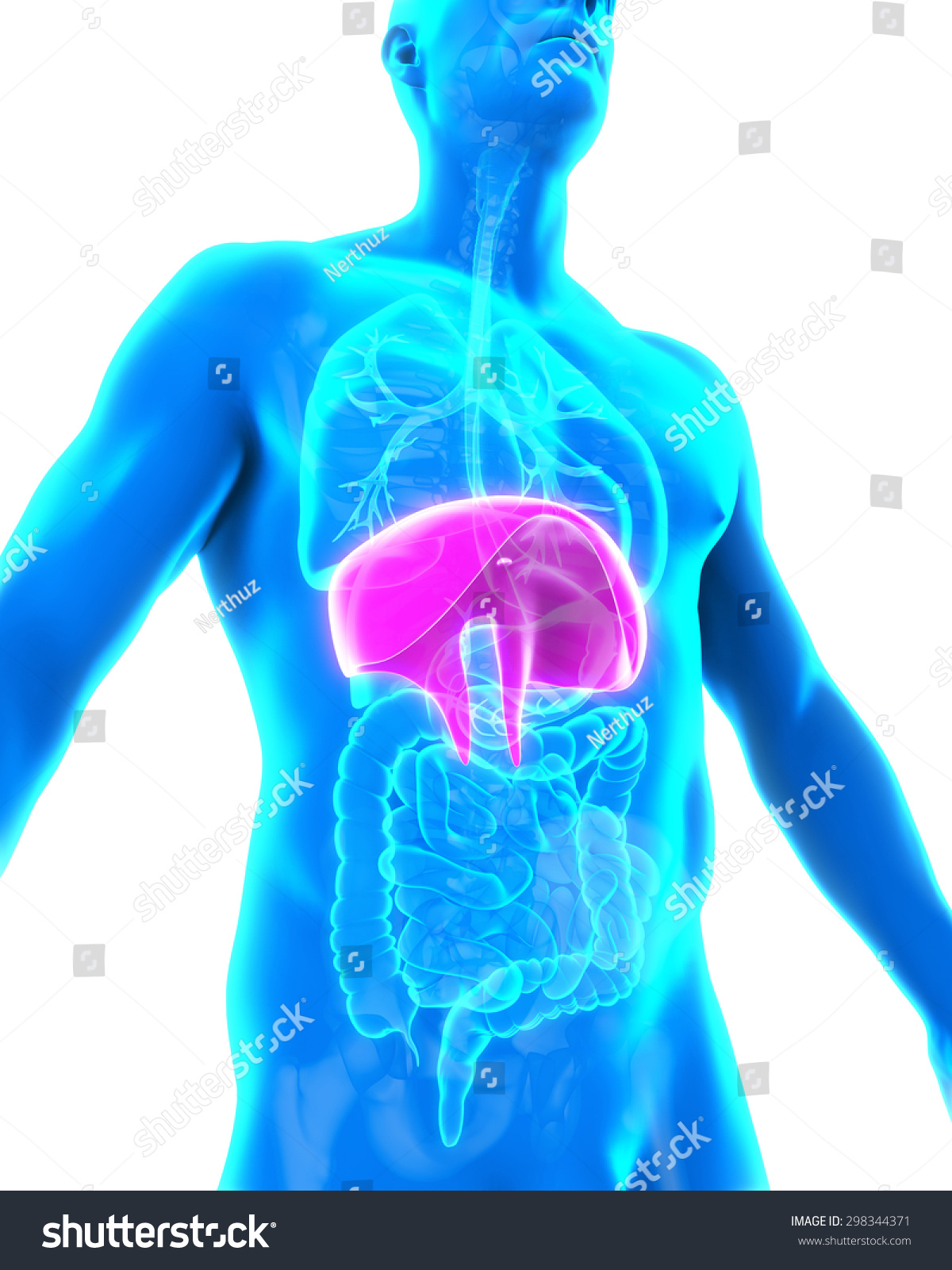 Human Diaphragm Anatomy Stock Photo 298344371 : Shutterstock