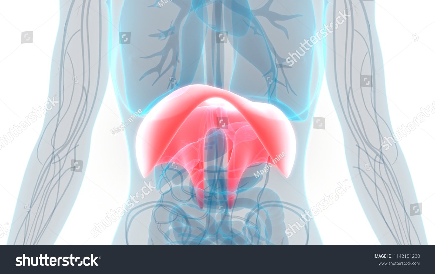 Human Diaphragm Anatomy 3d Stock Illustration 1142151230