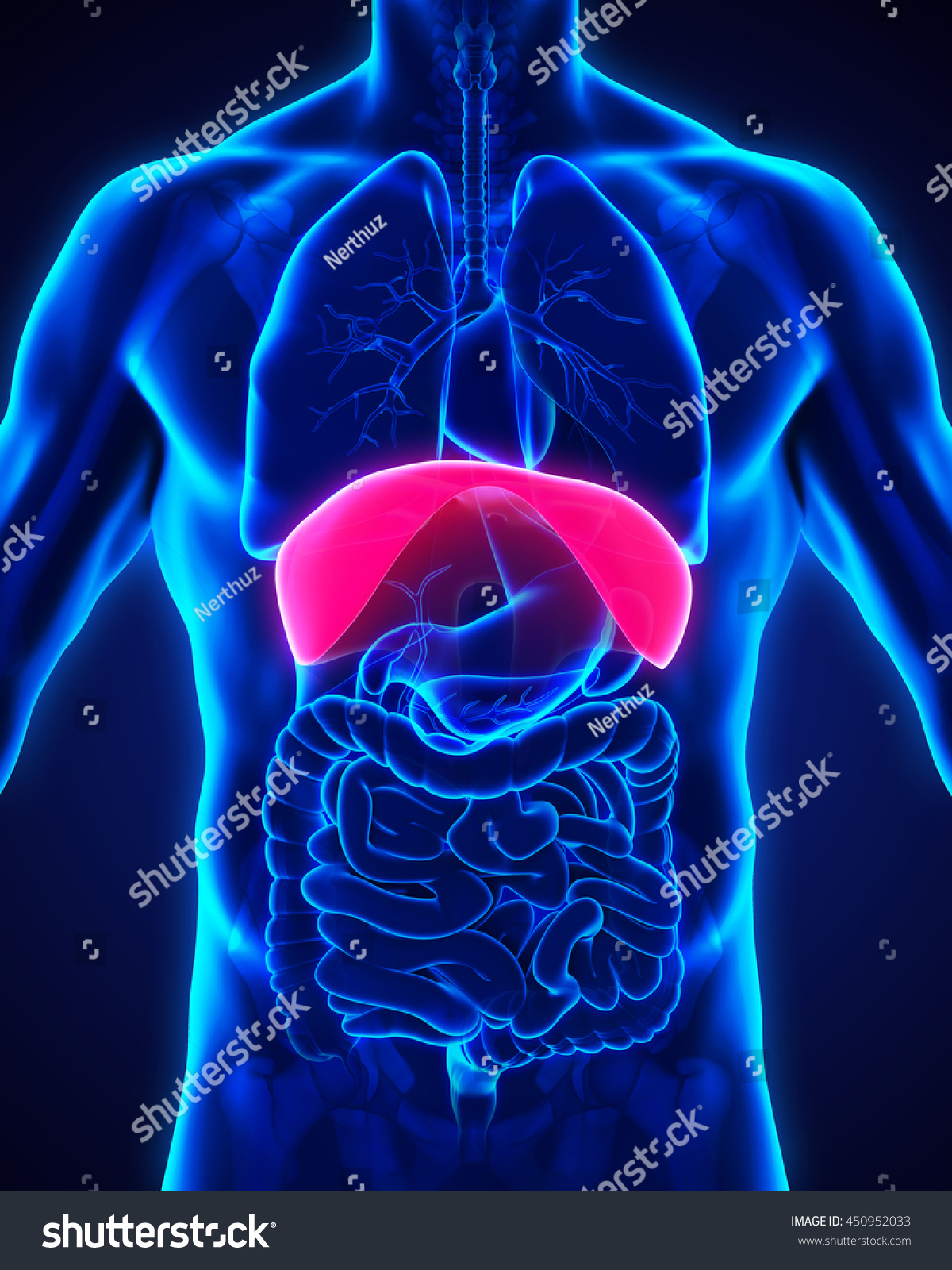 Human Diaphragm Anatomy Illustration 3d Rendering Stock Illustration ...