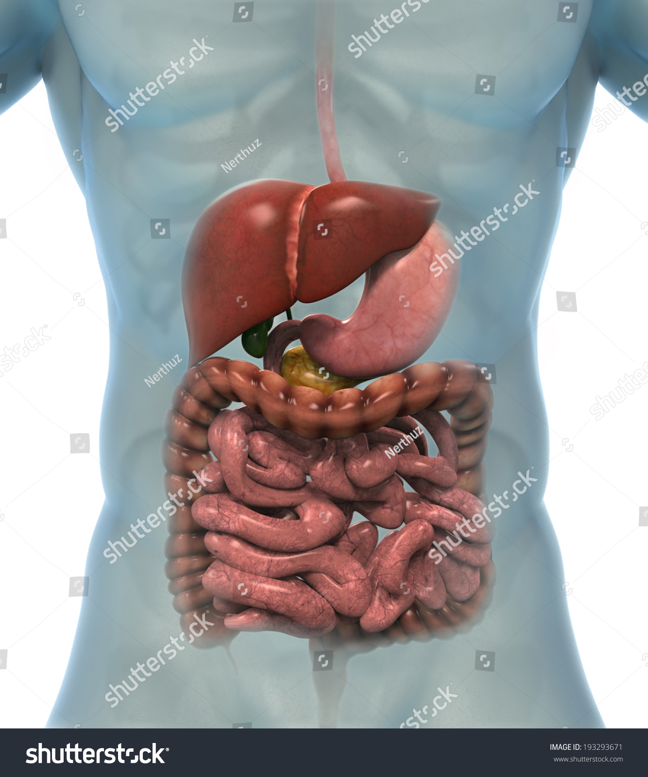 Human Digestive System Stock Illustration 193293671 | Shutterstock