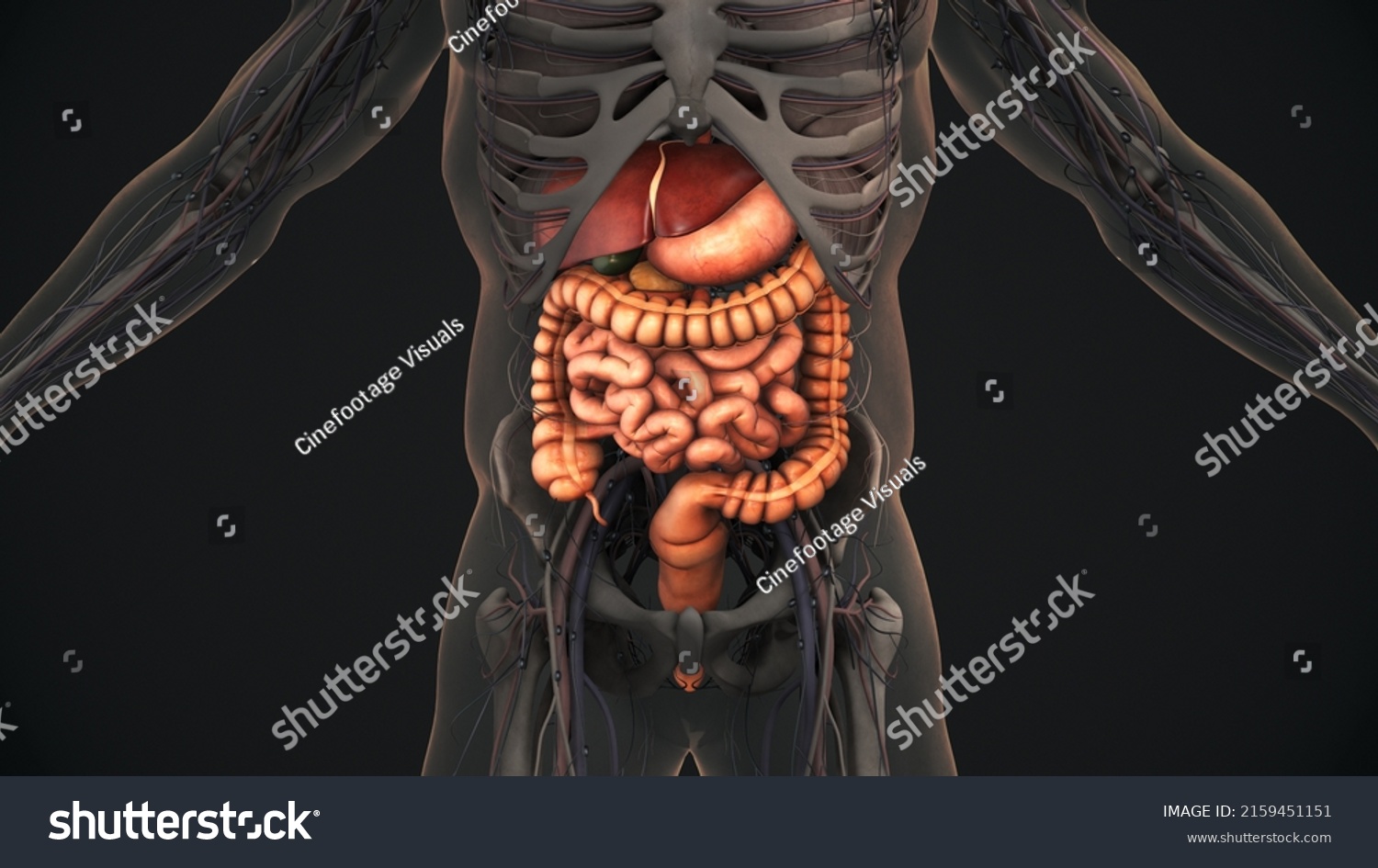 Human Digestive System Anatomy Animation3d Illustration Stock ...