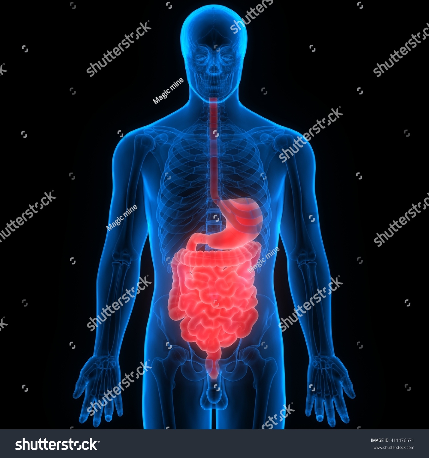 Human Digestive System Anatomy. 3d Stock Photo 411476671 : Shutterstock