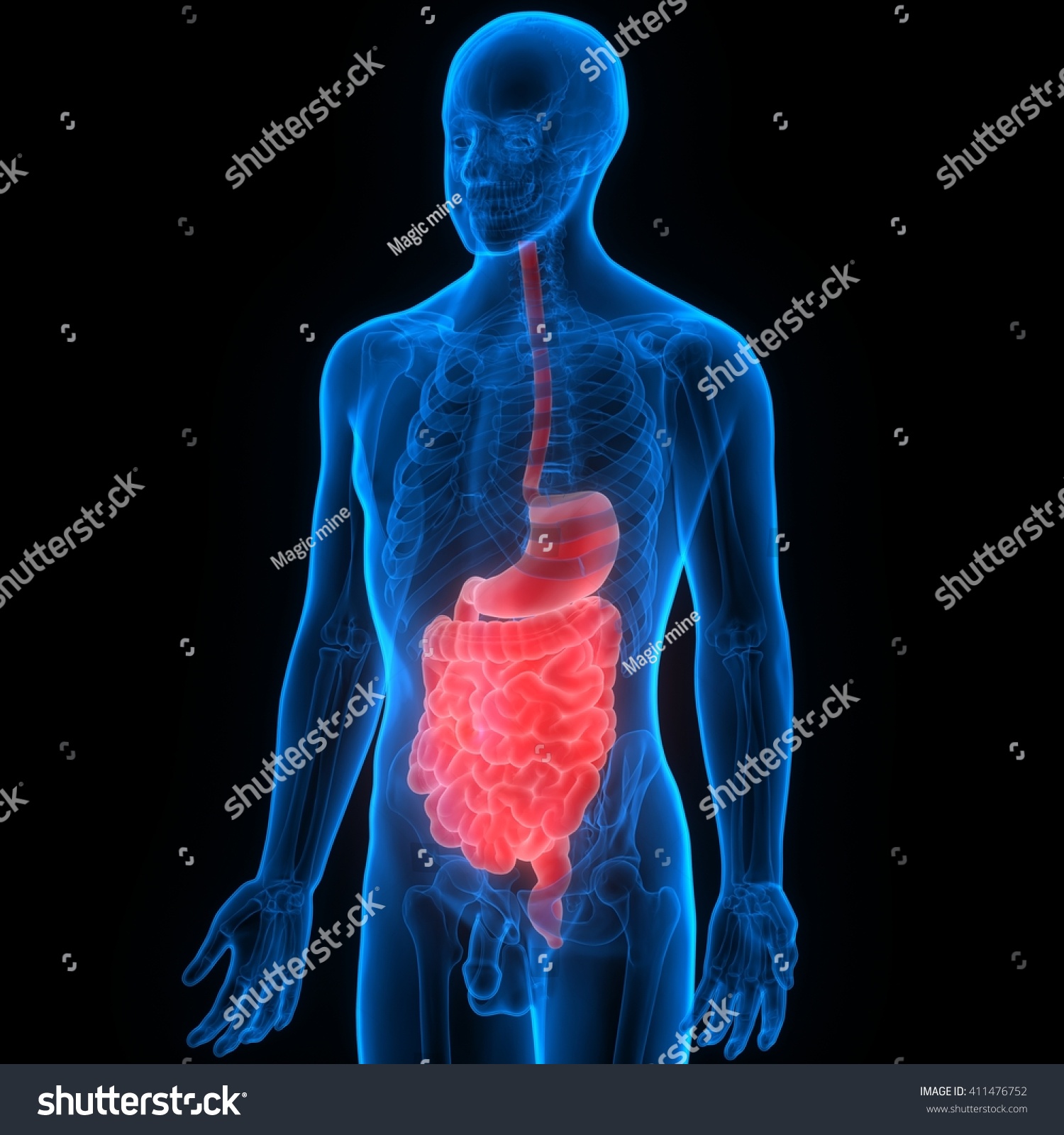 Human Digestive System Anatomy. 3d Stock Photo 411476752 : Shutterstock