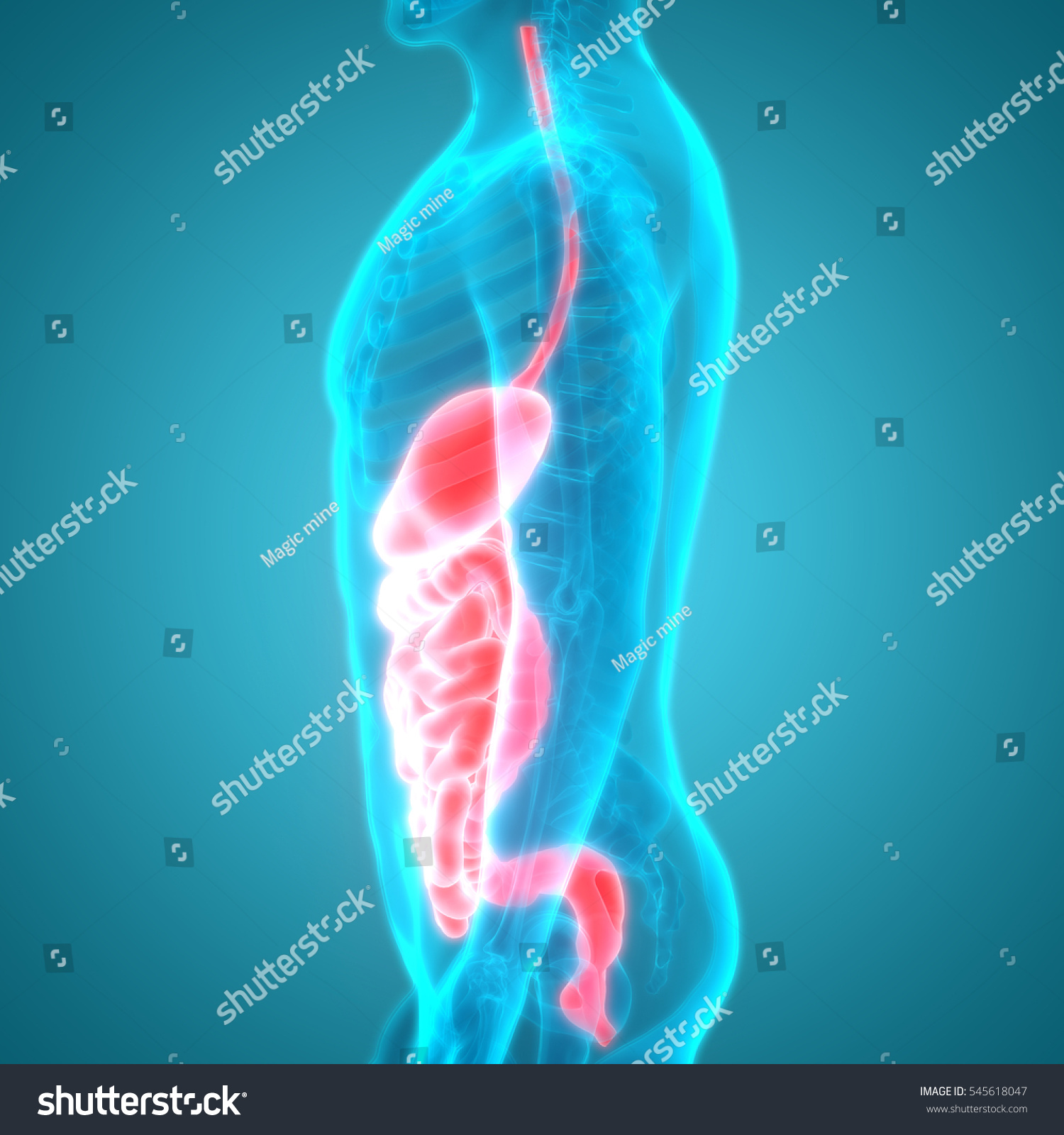 human-digestive-system-anatomy-3d-stock-photo-545618047-shutterstock