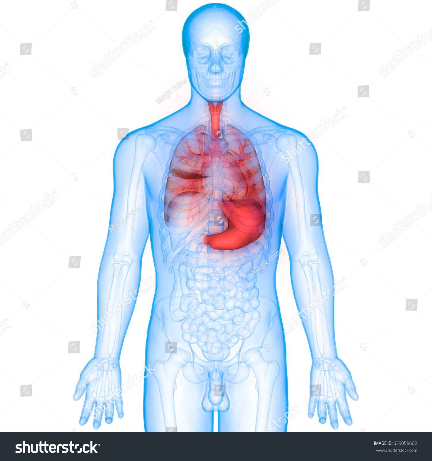 Human Digestive System Anatomy Lungs Stomach Stock Illustration ...