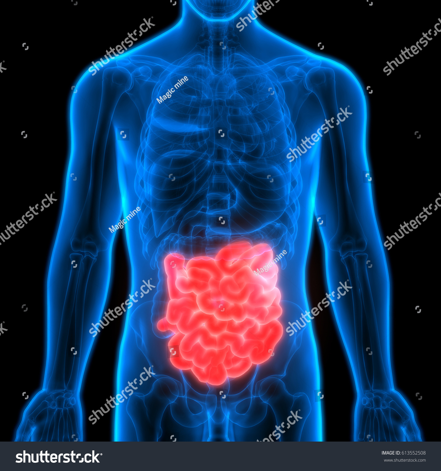 Human Small Intestine Anatomy