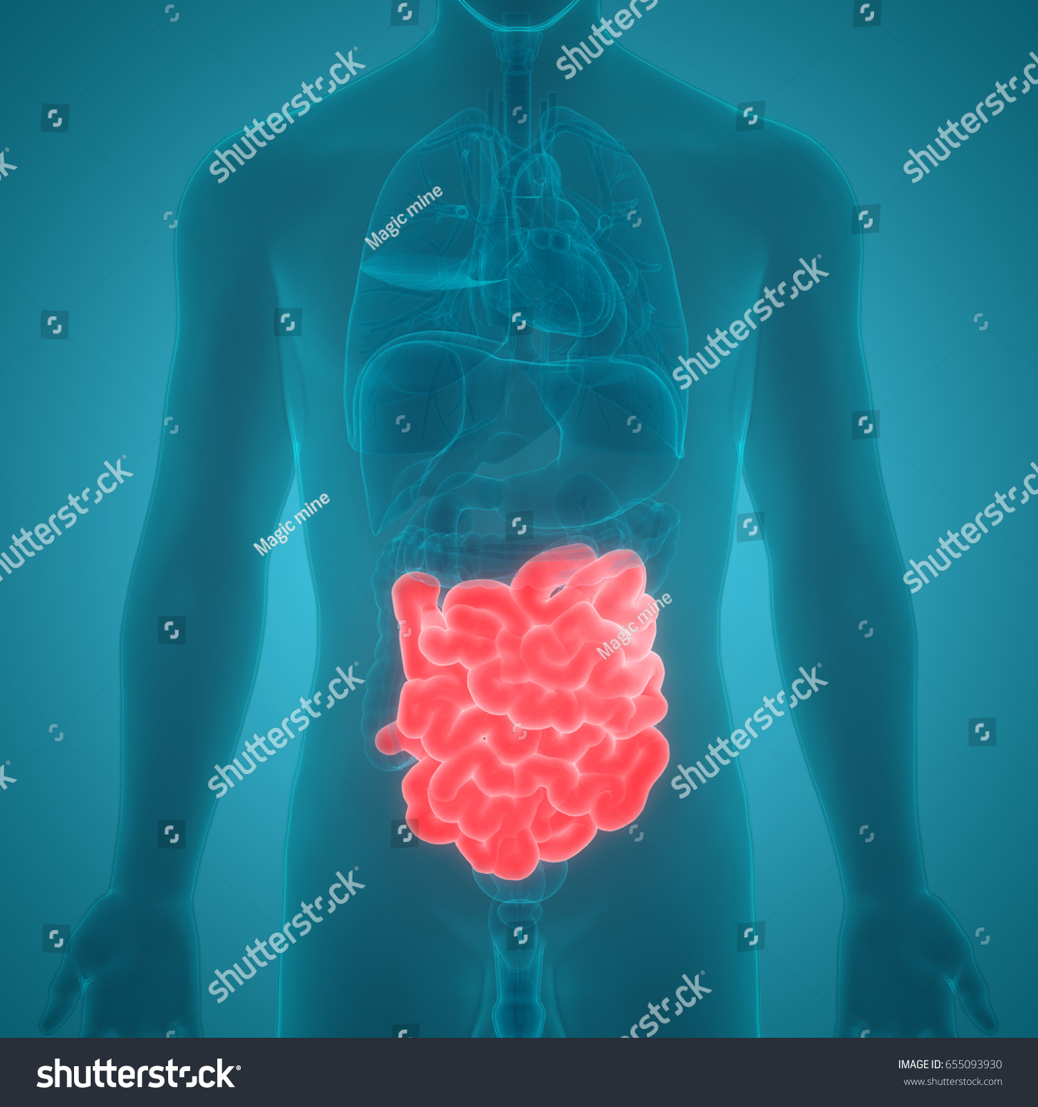 Human Digestive System Anatomy Small Intestine Stock Illustration ...