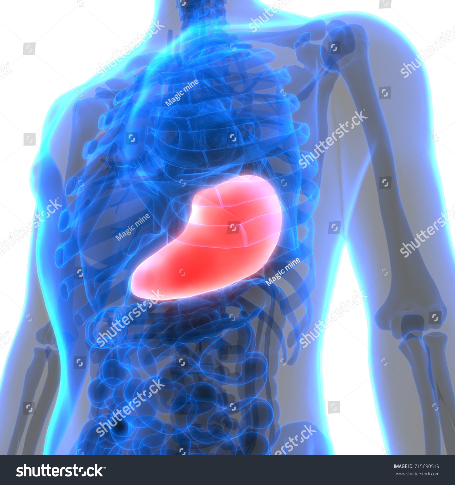 Human Digestive System Anatomy Stomach 3d Stock Illustration 715690519