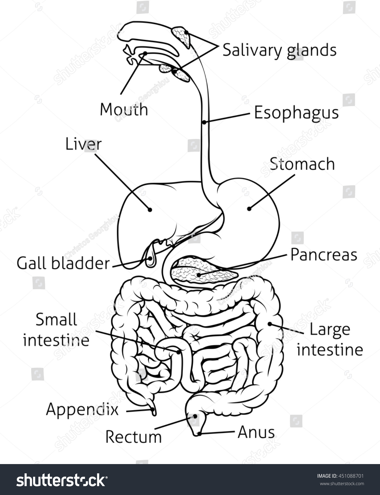 Human Digestive System Digestive Tract Alimentary Stock Illustration