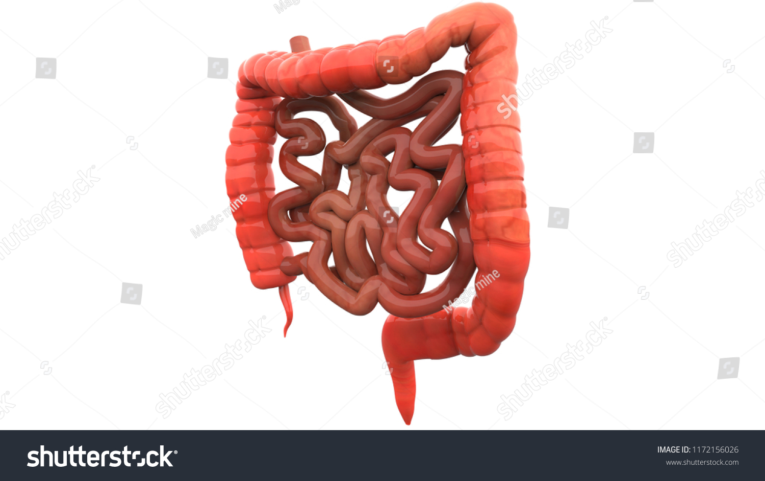 Human Digestive System Large Small Intestine стоковая иллюстрация 1172156026 Shutterstock