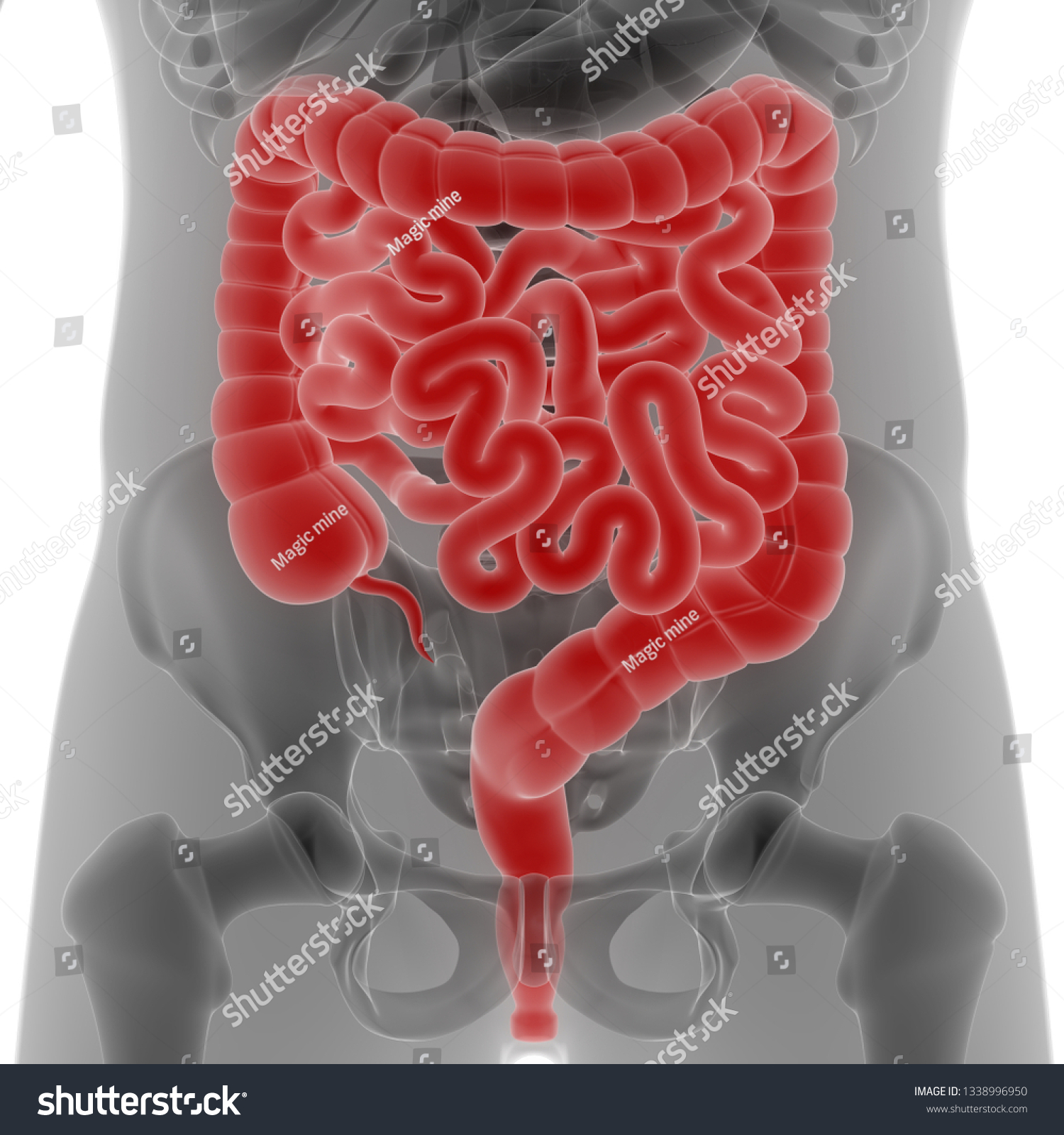 Human Digestive System Large Small Intestine 스톡 일러스트 1338996950 Shutterstock