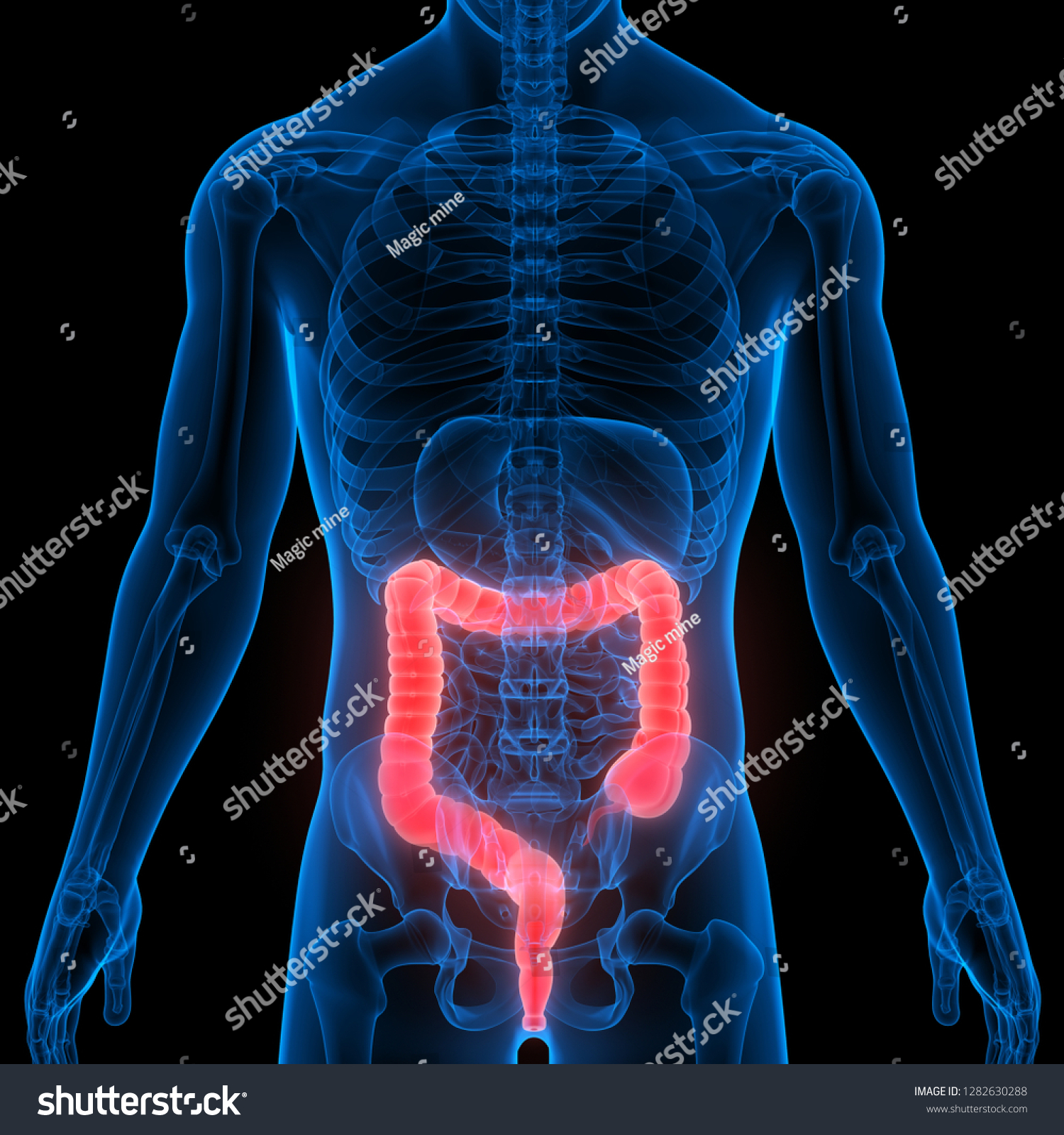 Human Digestive System Large Intestine Anatomy Stock Illustration ...